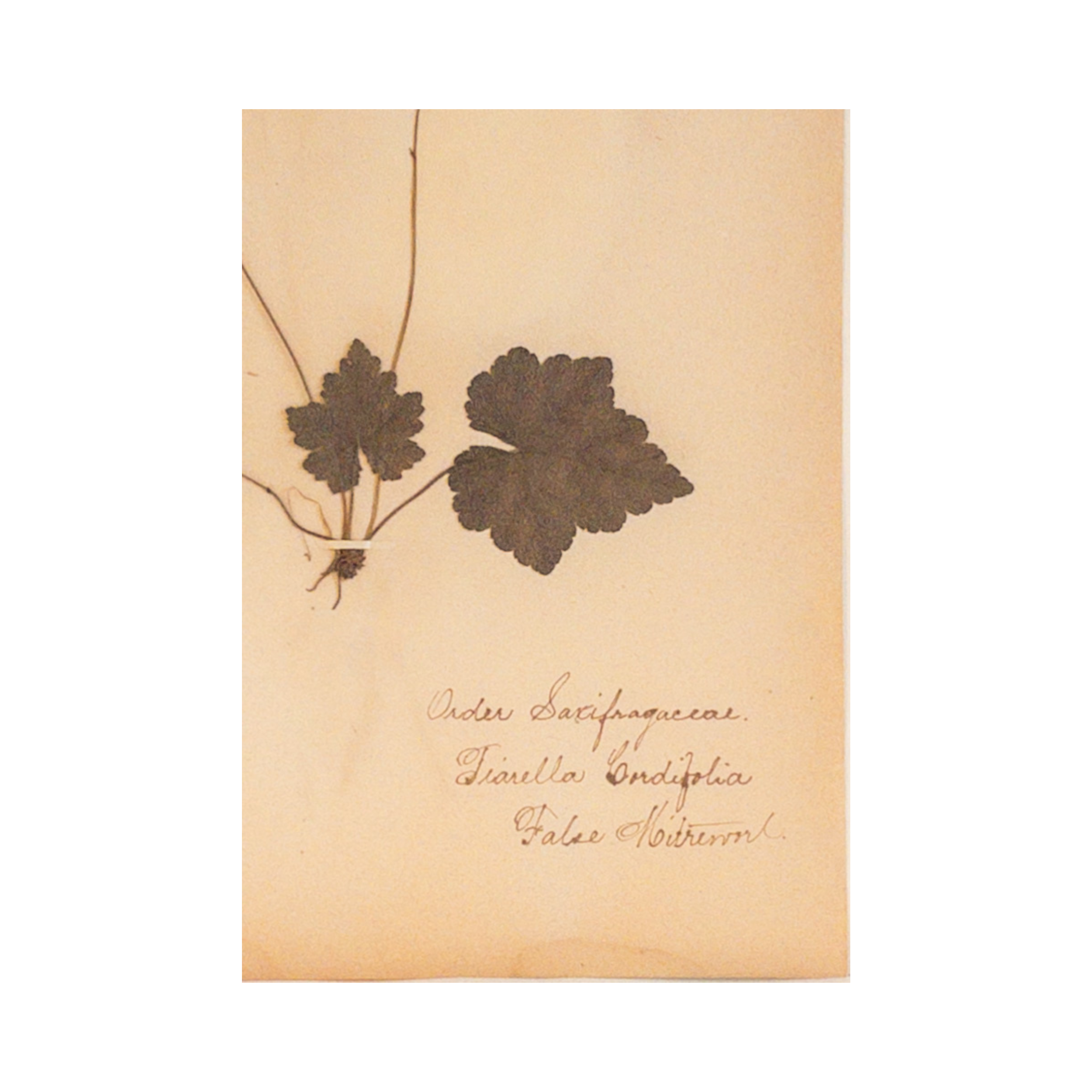 Ashley Holmes Design I Herbarium.png
