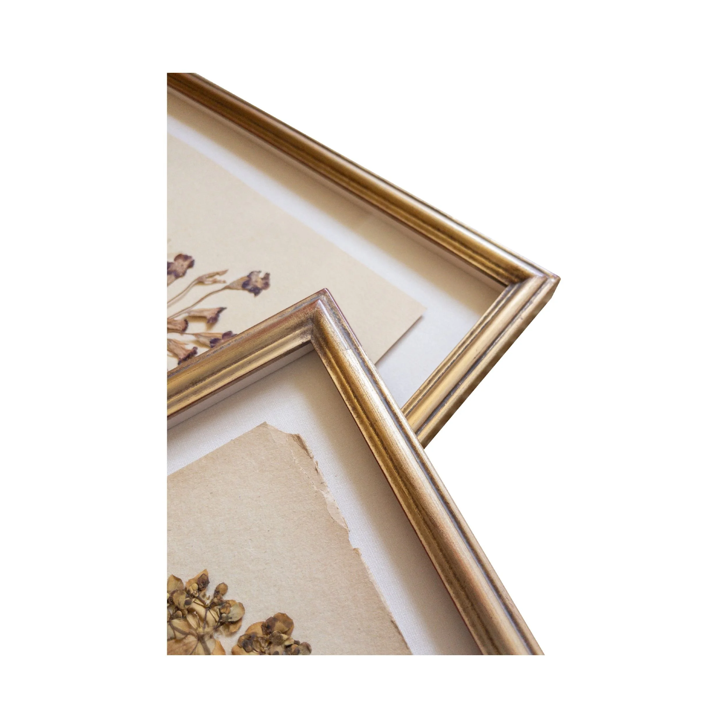 Ashley Holmes Design I Herbarium Art I Framed Pressed Flowers.jpg