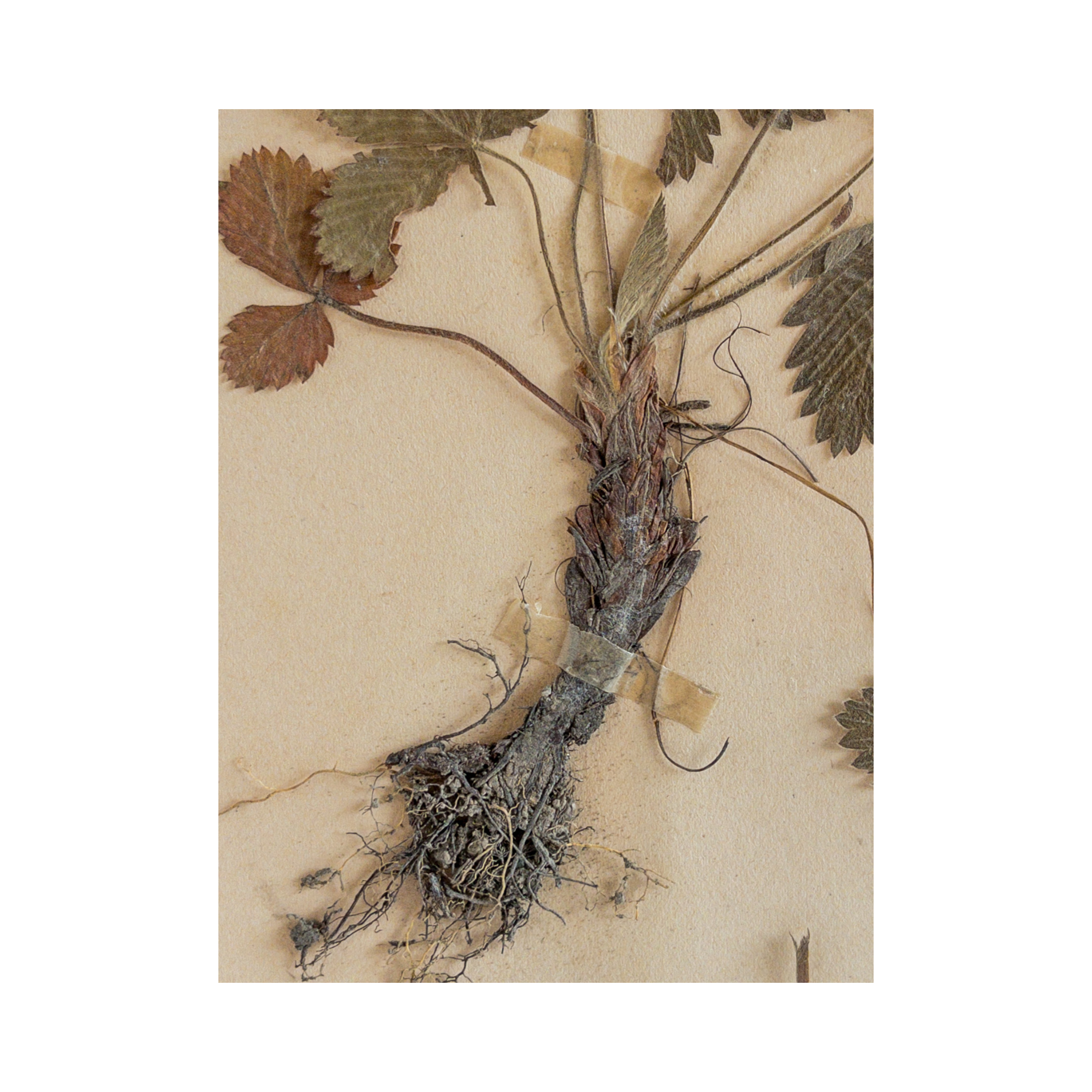 Vintage Pressed Flower Art.png