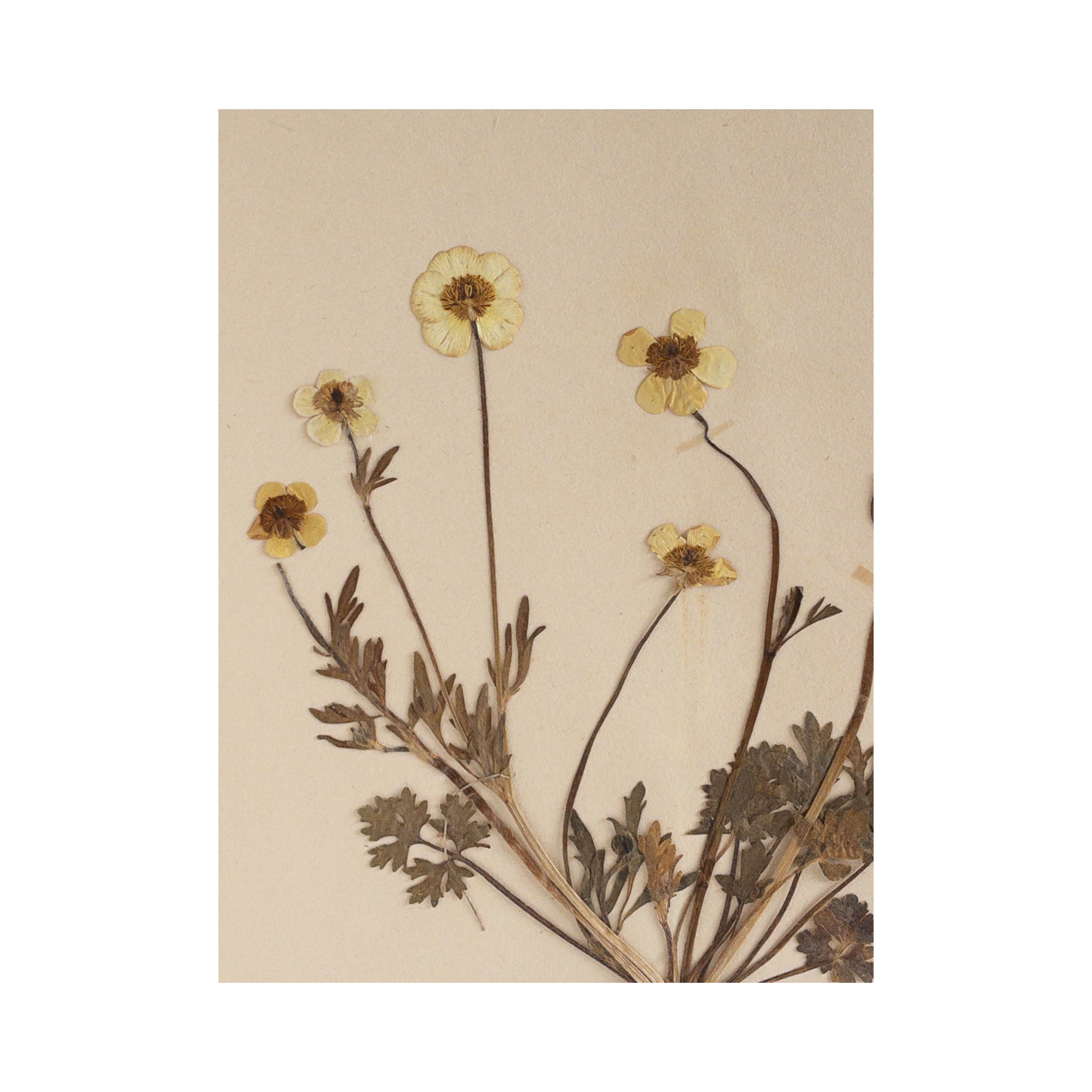 Herbarium Art I Vintage pressed flower .png