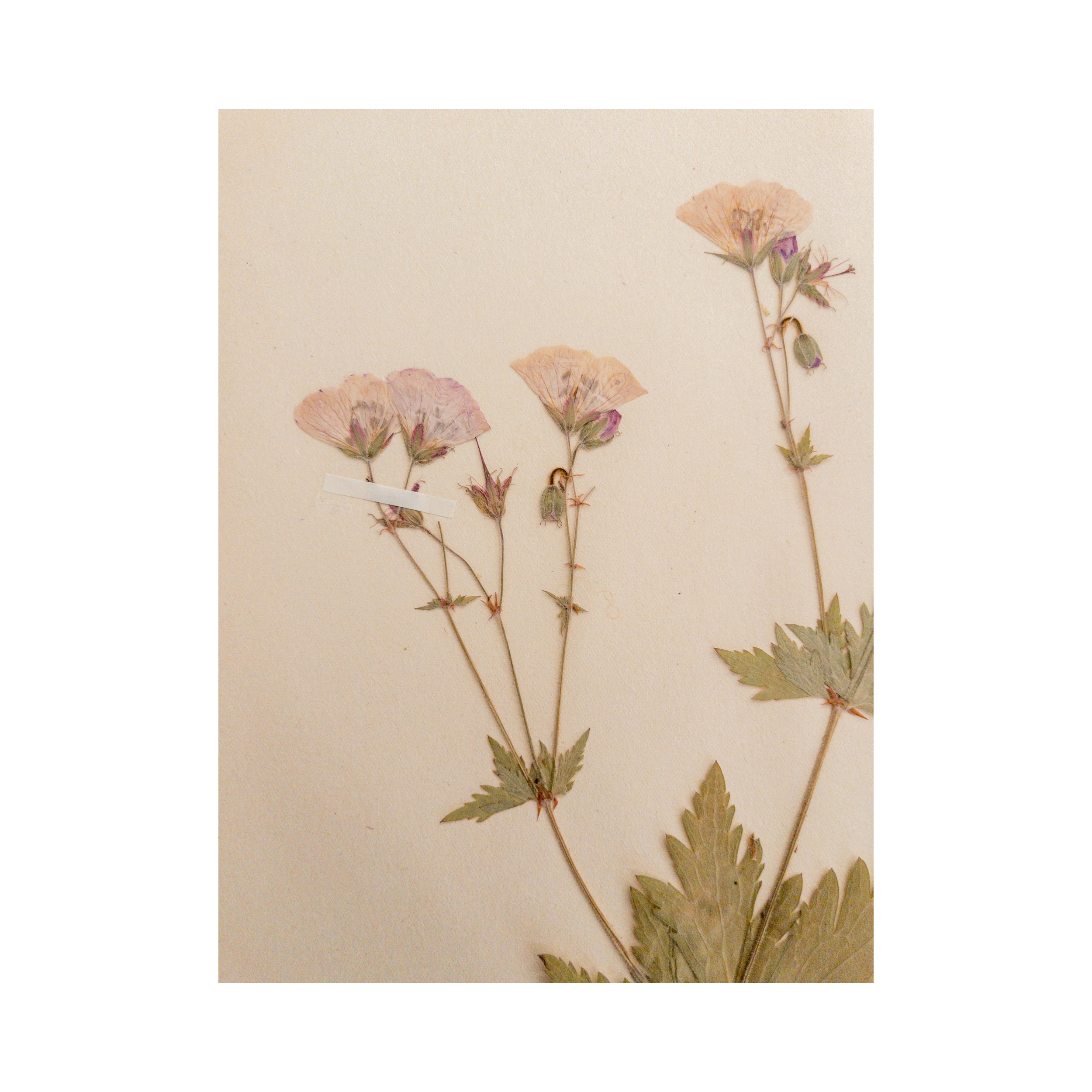 Pressed Flower Art I Ashley Holmes Design .png