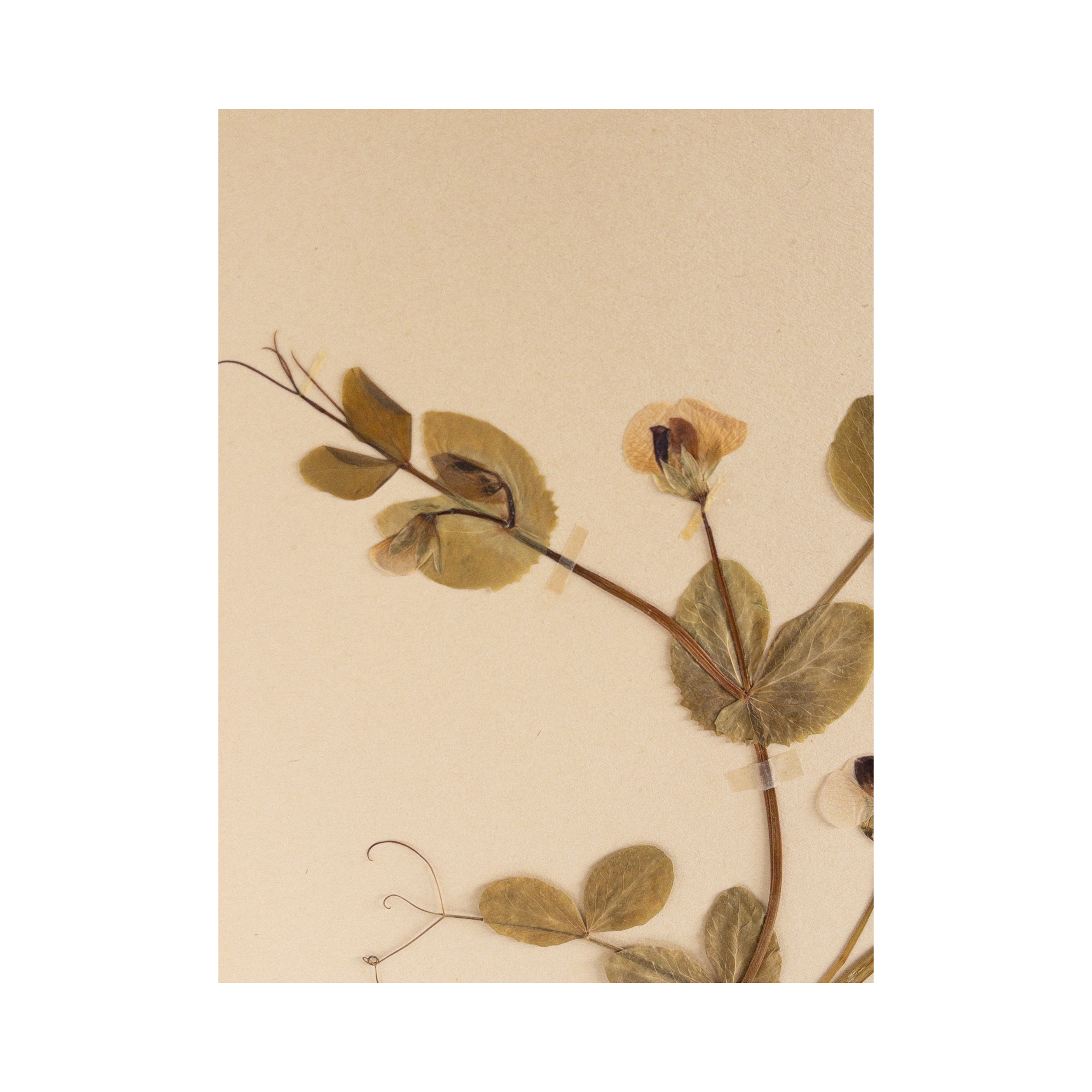 Herbarium Pressed Flower ARt I Ashley Holmes Design.png