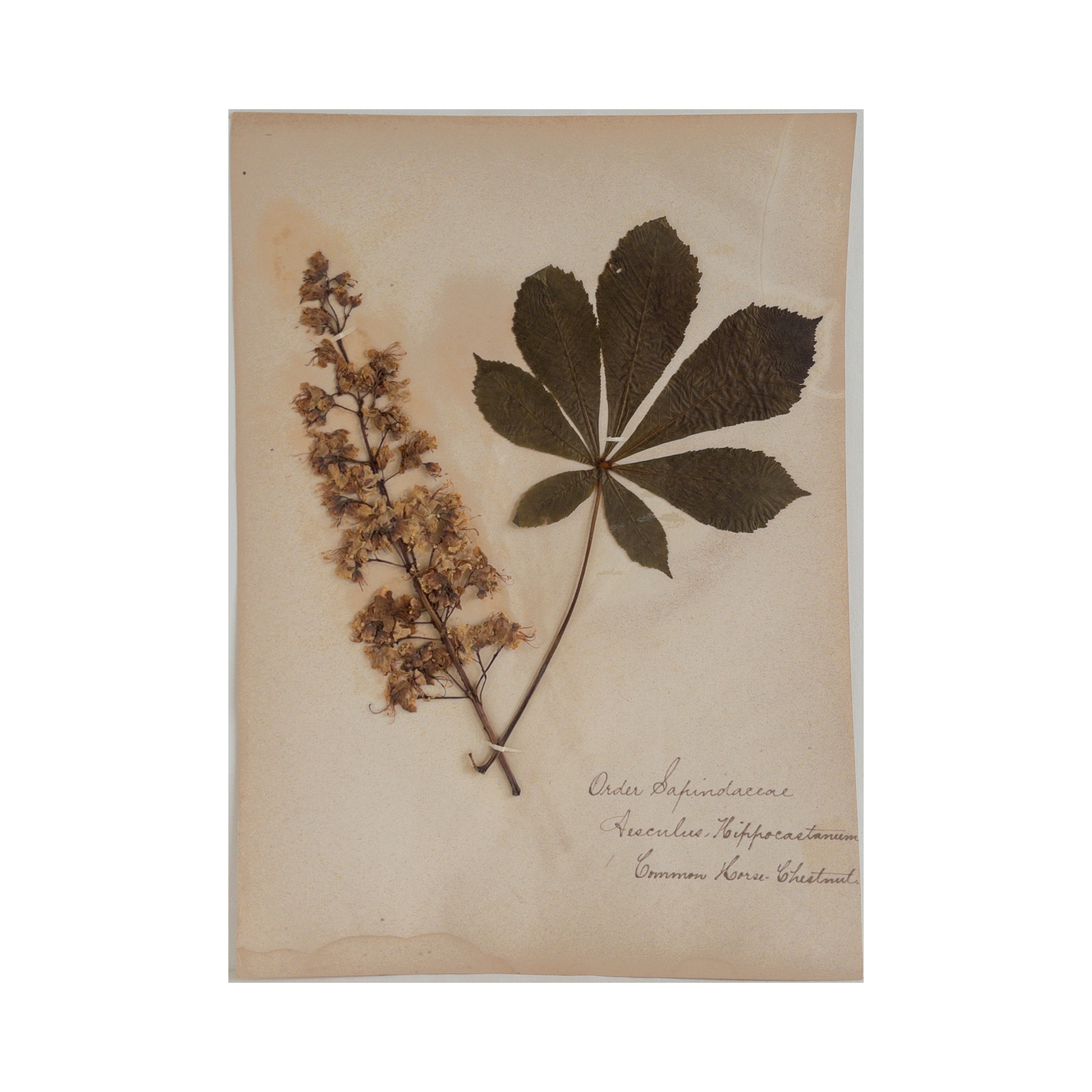 Ashley Holmes Design I Herbarium .png