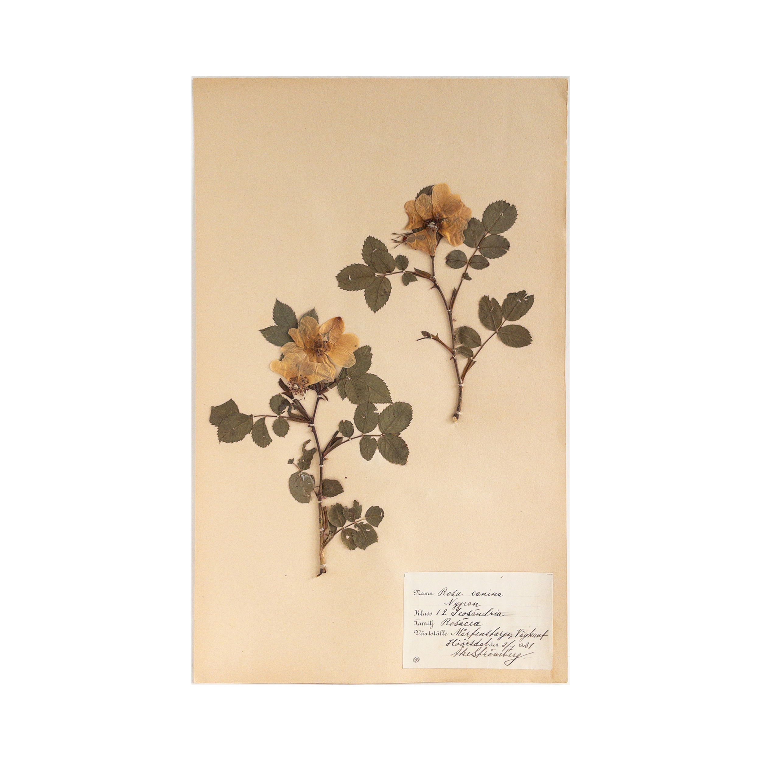 Vintage Swedish Herbarium - Rose, circa 1931