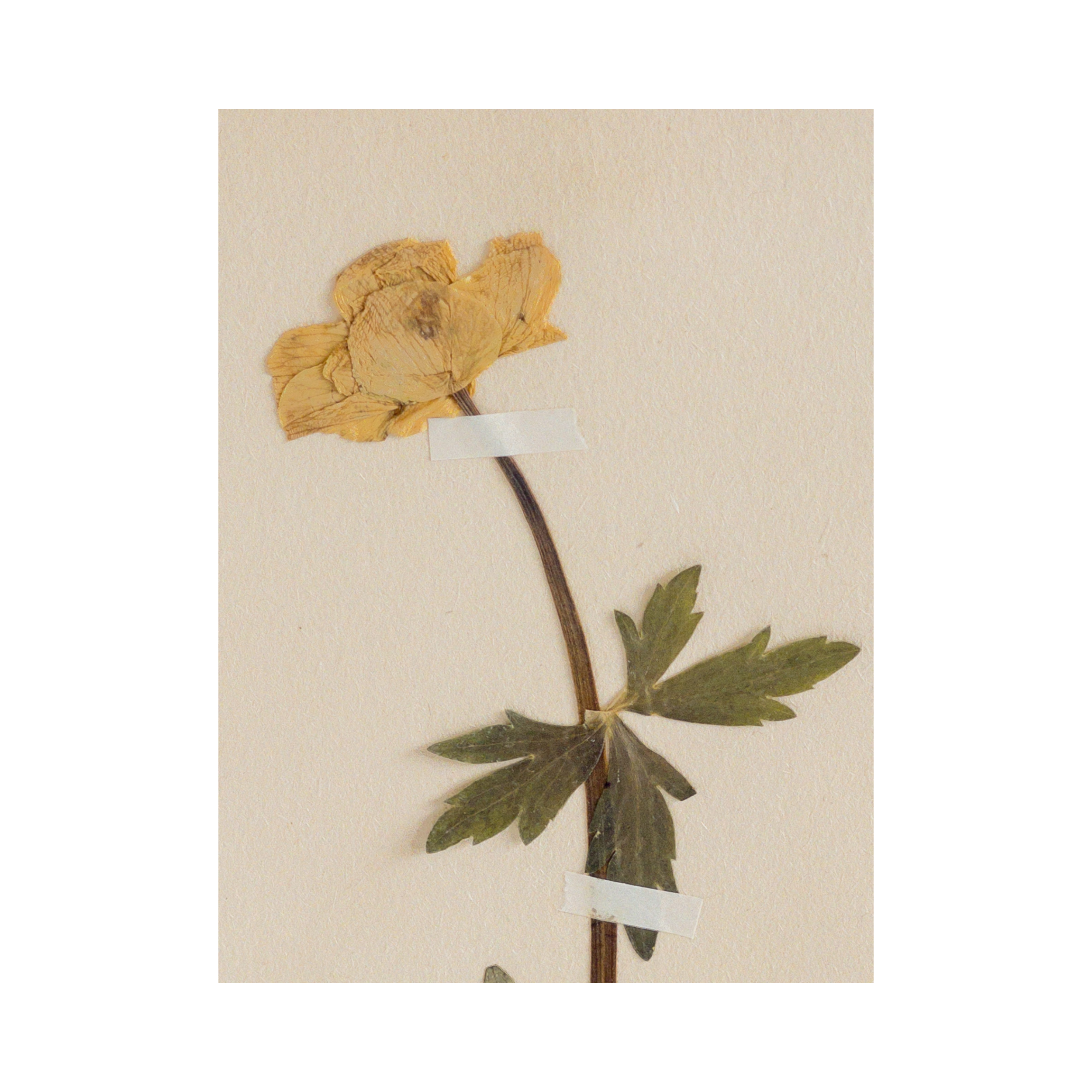 Ashley Holmes Design I Art I Pressed Flower.png