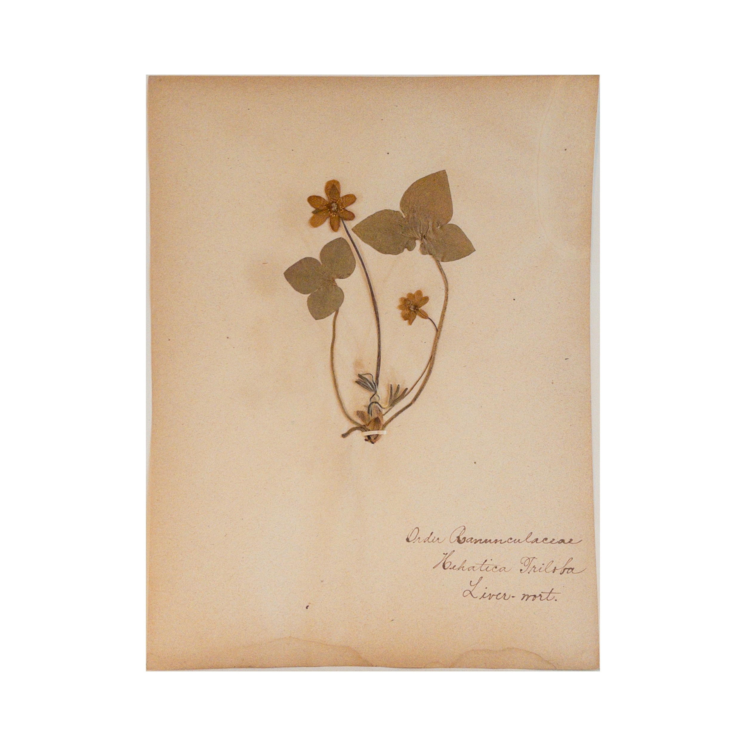 Ashley Holmes Design I Botanical Art.png