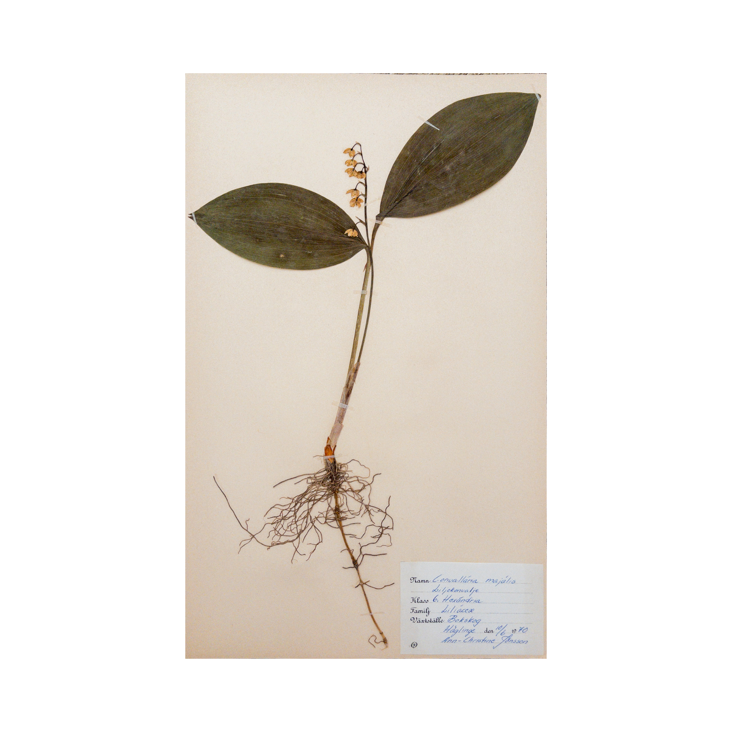 Ashley Holmes Design I Antique Pressed Flower I Herbarium .png