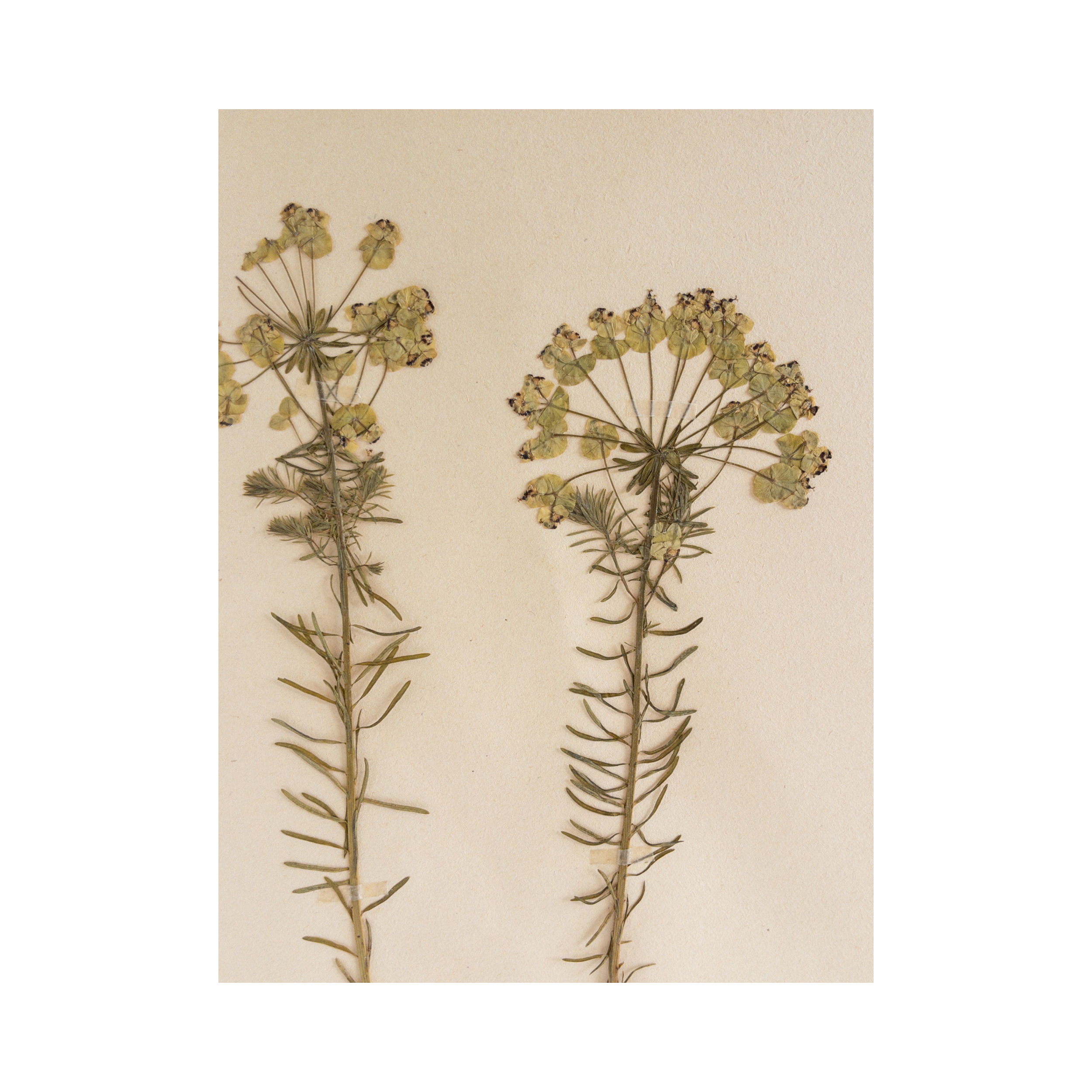 Ashley Holmes Design I Herbarium I Pressed Flower Art.png