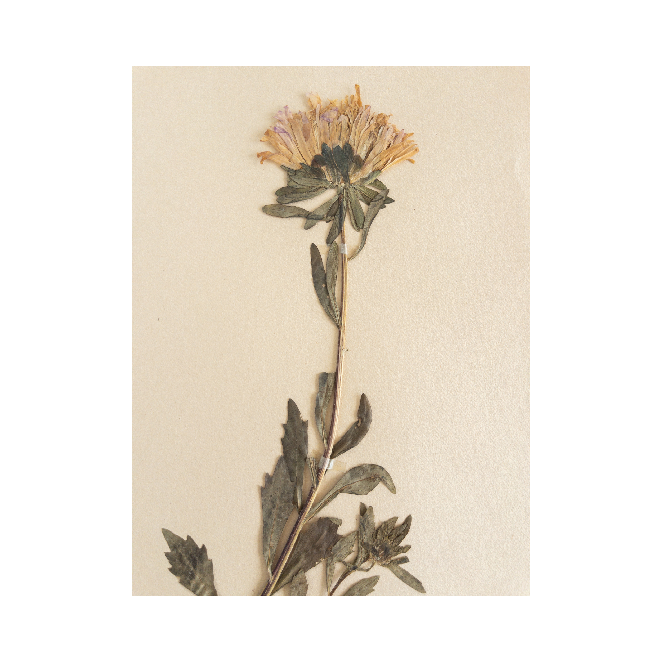 Pressed Flower Art I Aster I Herbarium.png
