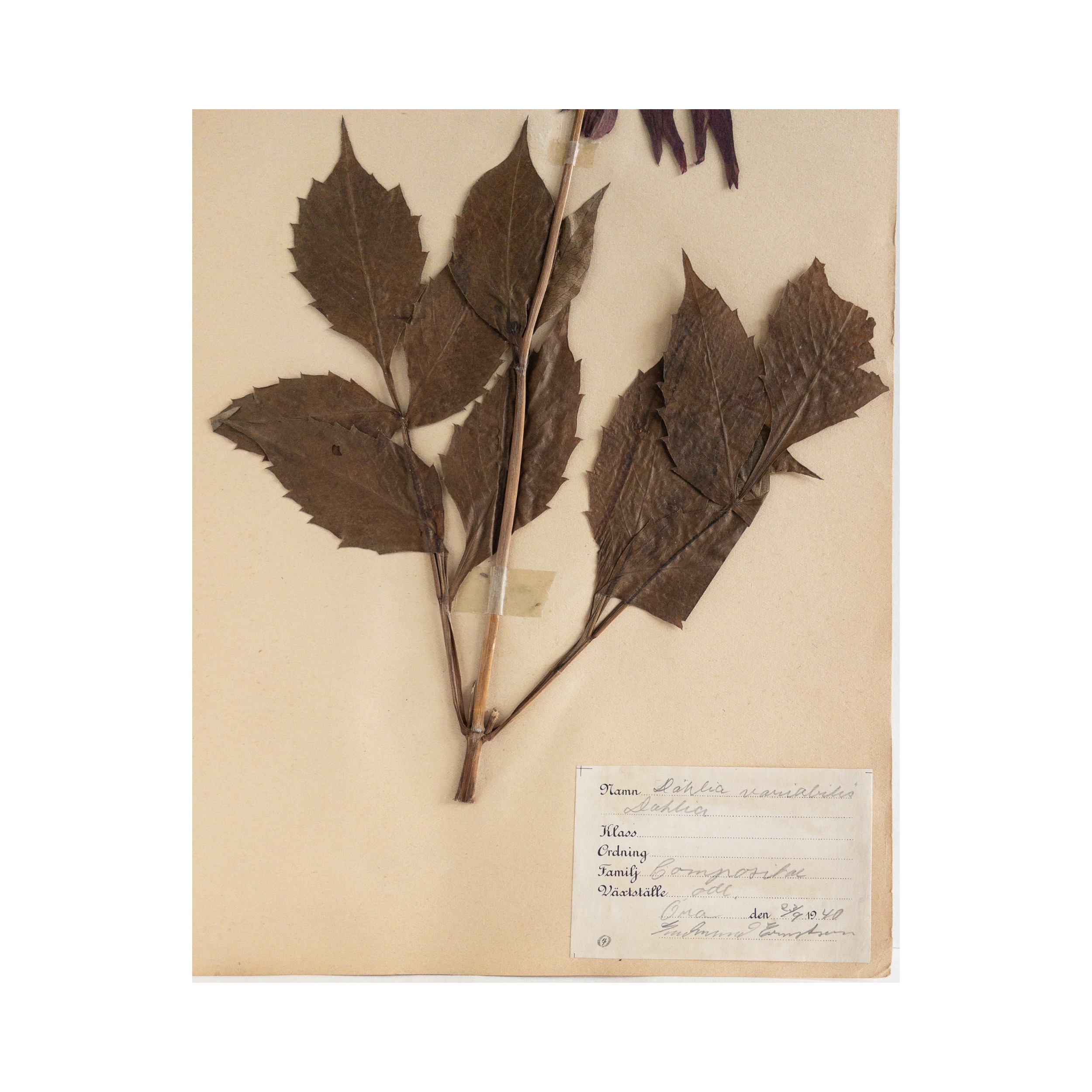 Pressed Flower Art I Dahlia.png