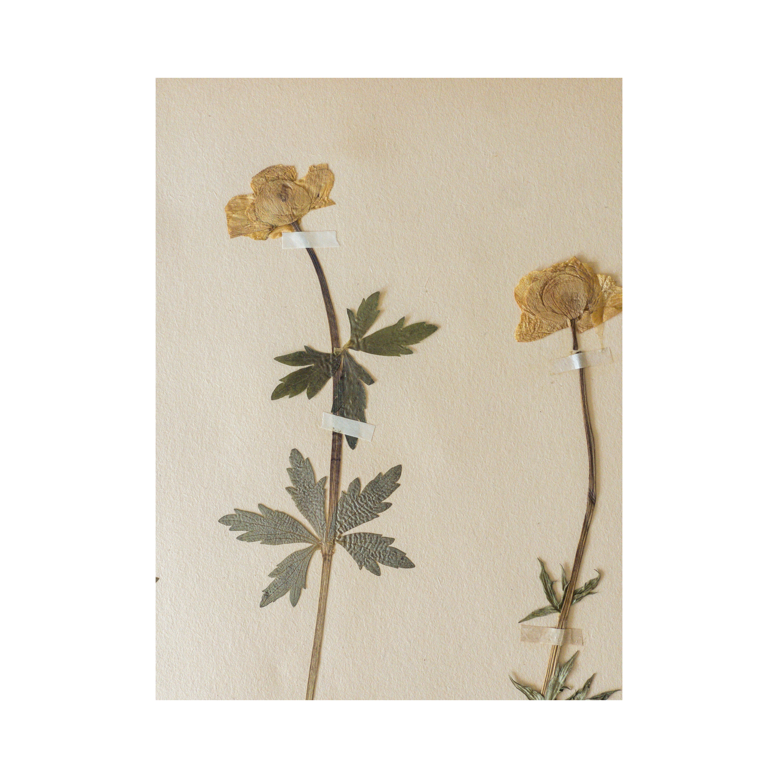Ashley Holmes Design I Herbarium Pressed Flower Art .png