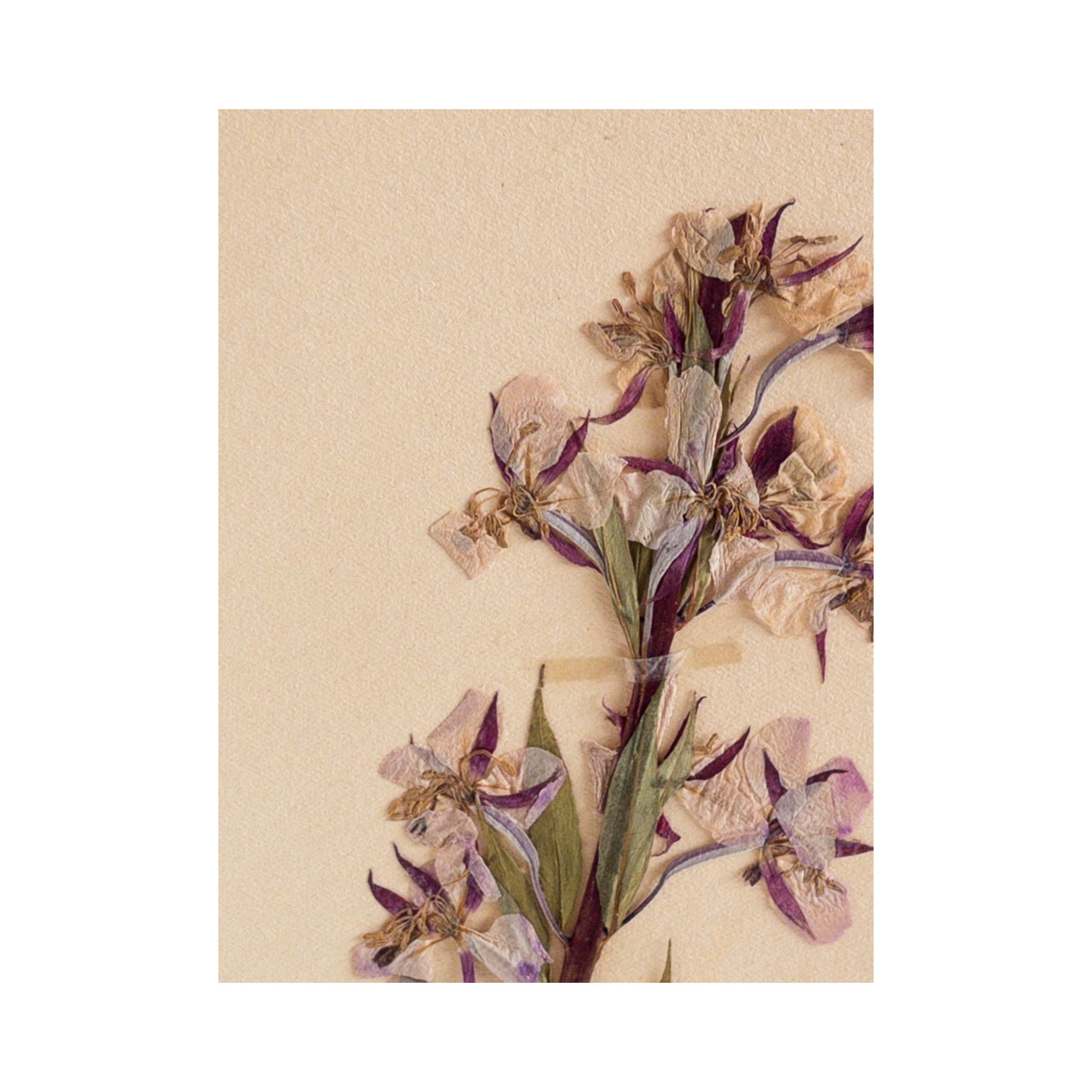 Swedish Herbarium I Pressed Flower Art.png