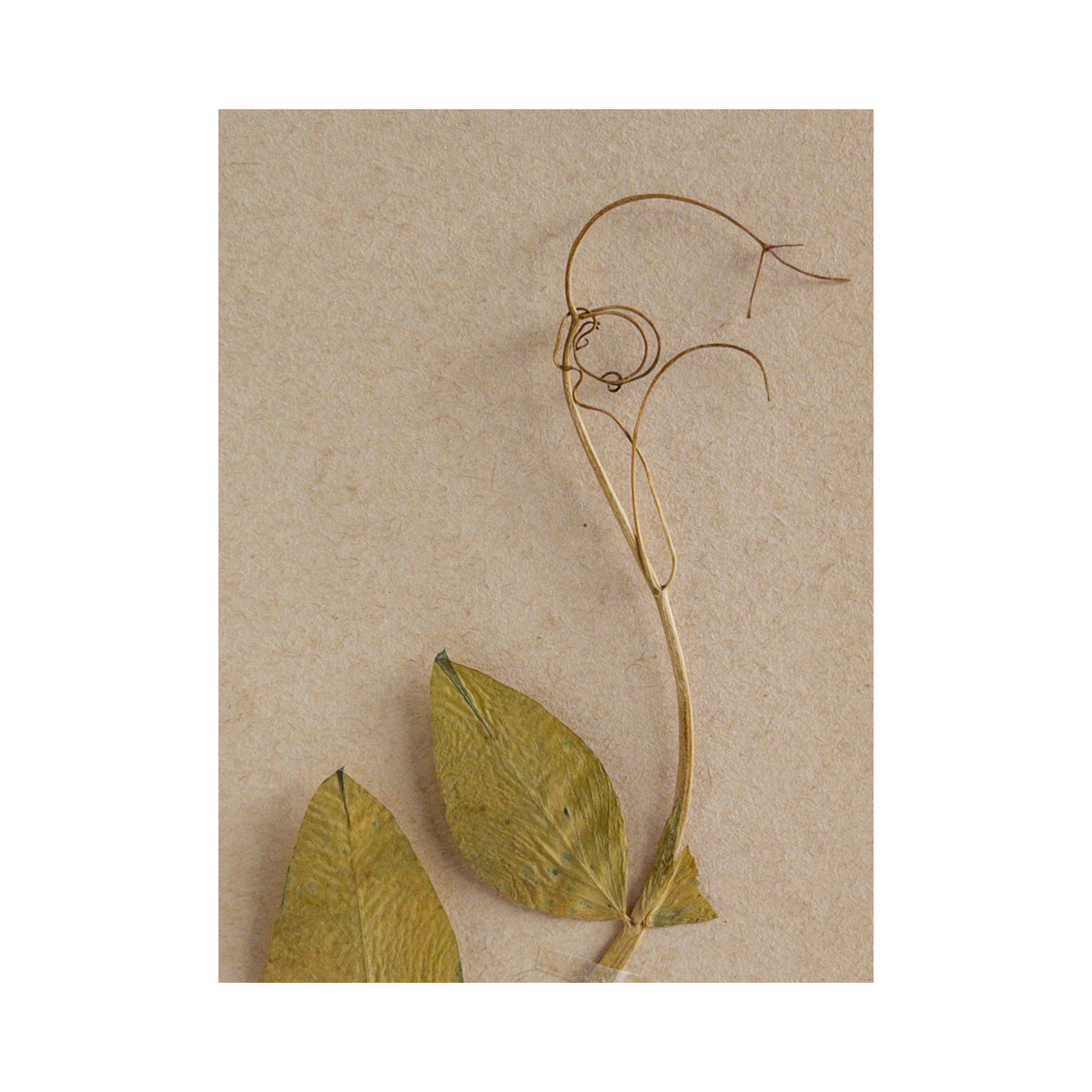 Vintage Pressed Flower .png