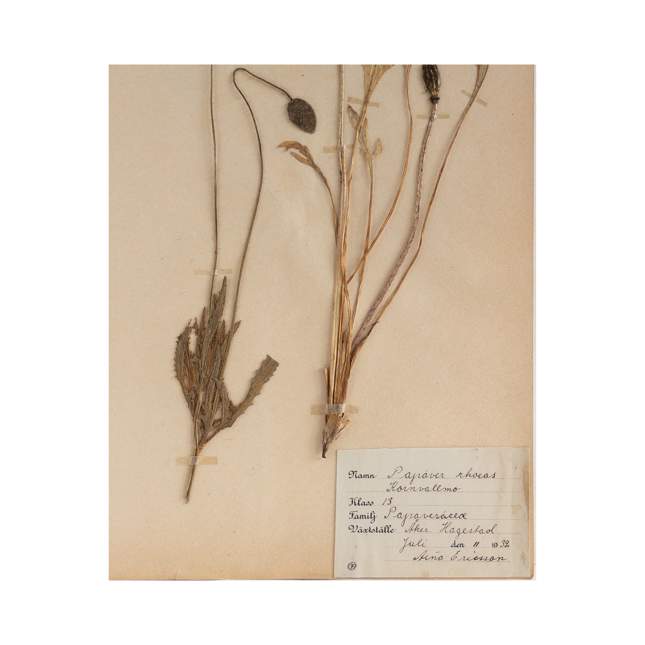 Poppy I Herbarium Art .png