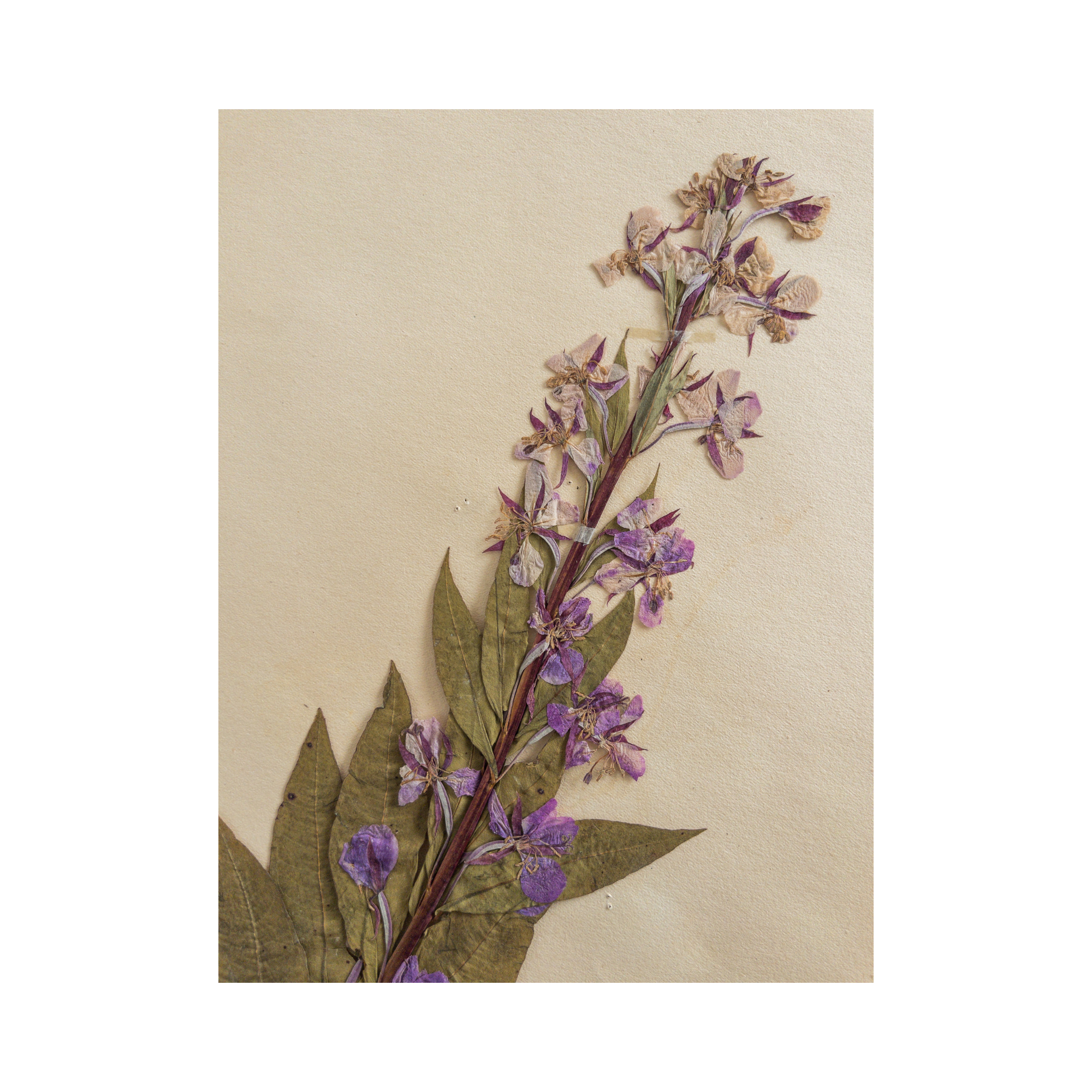 Pressed Flower Art I Herbarium I Swedish .png