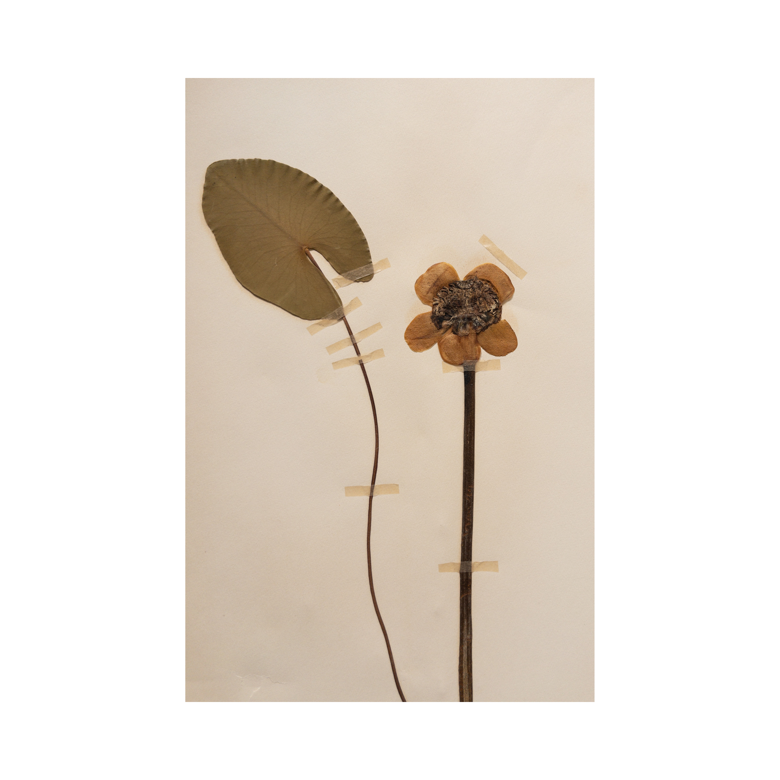 Ashley Holmes Design I Framed Pressed Flower Art.png
