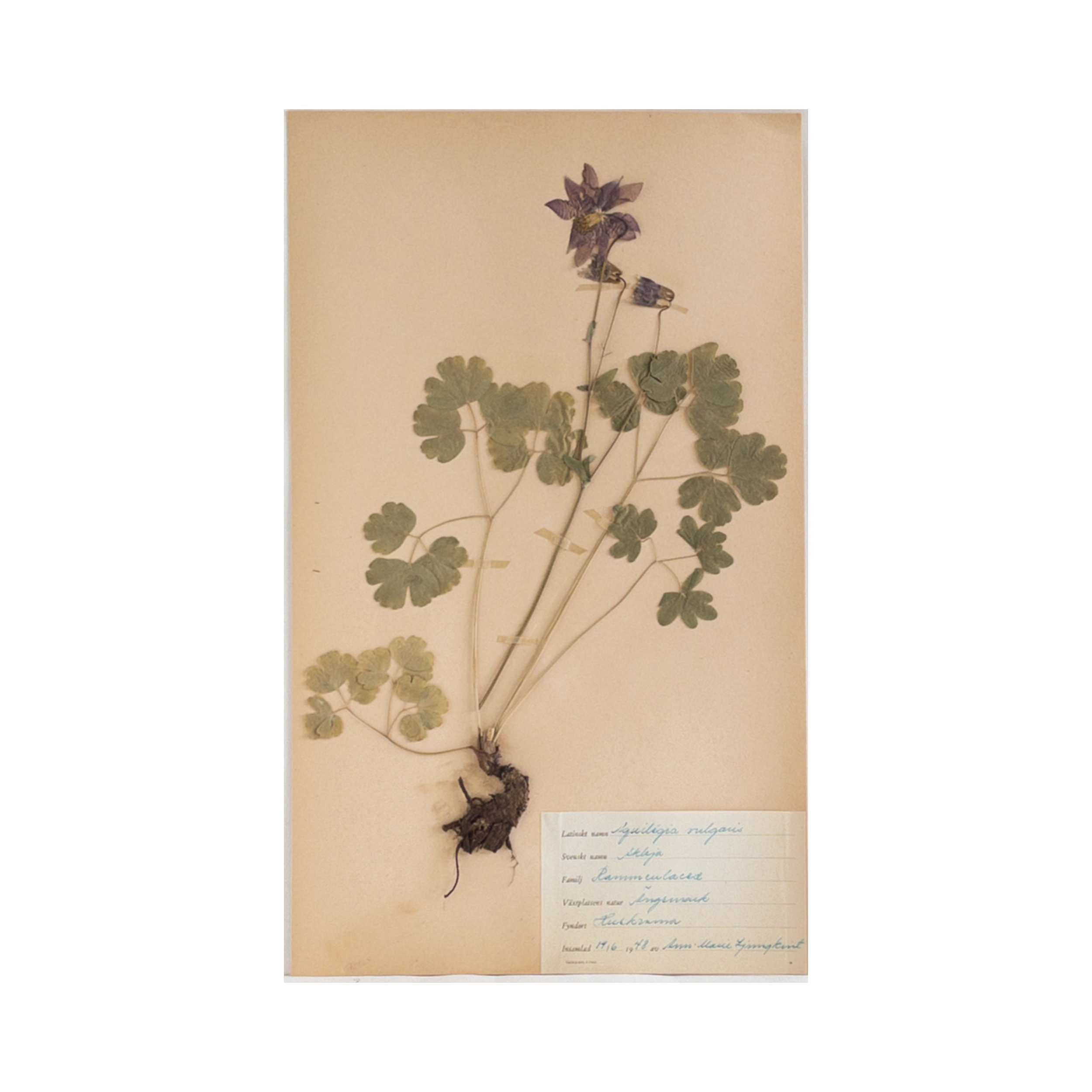 Vintage Swedish Herbarium - Columbine, circa 1948