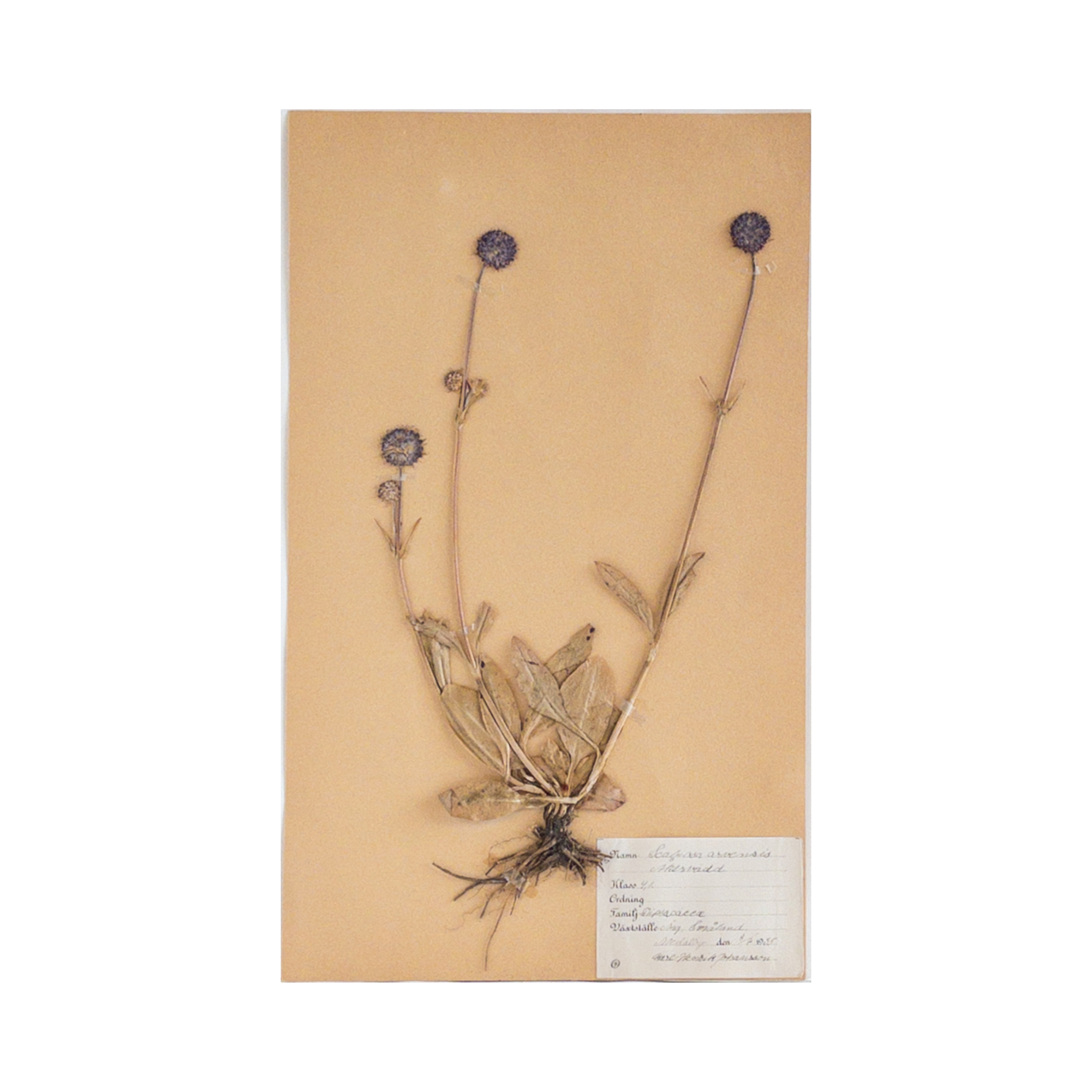 Vintage Swedish Herbarium - Field Scabiosa, circa 1935