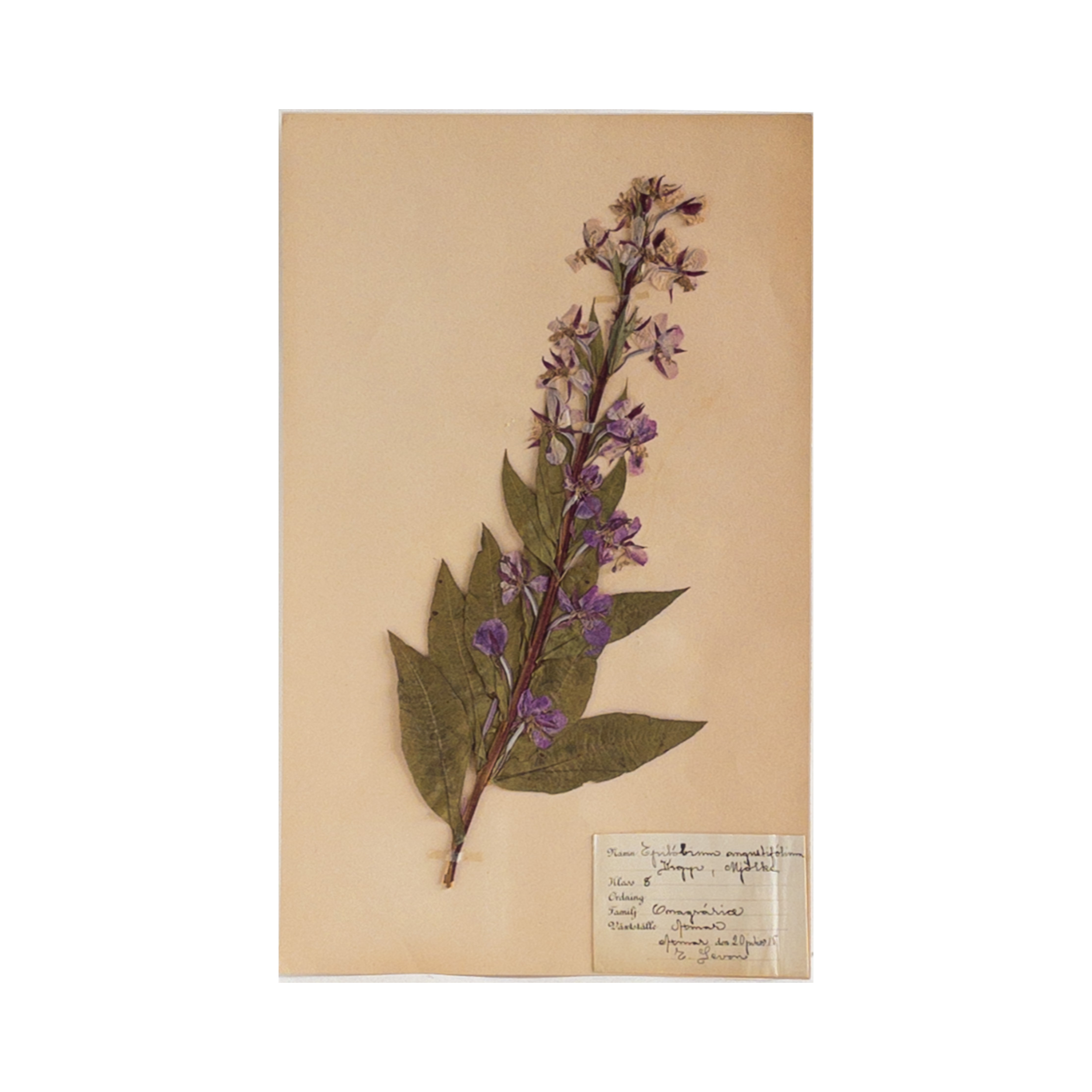 Antique Swedish Herbarium - Fireweed, circa 1915