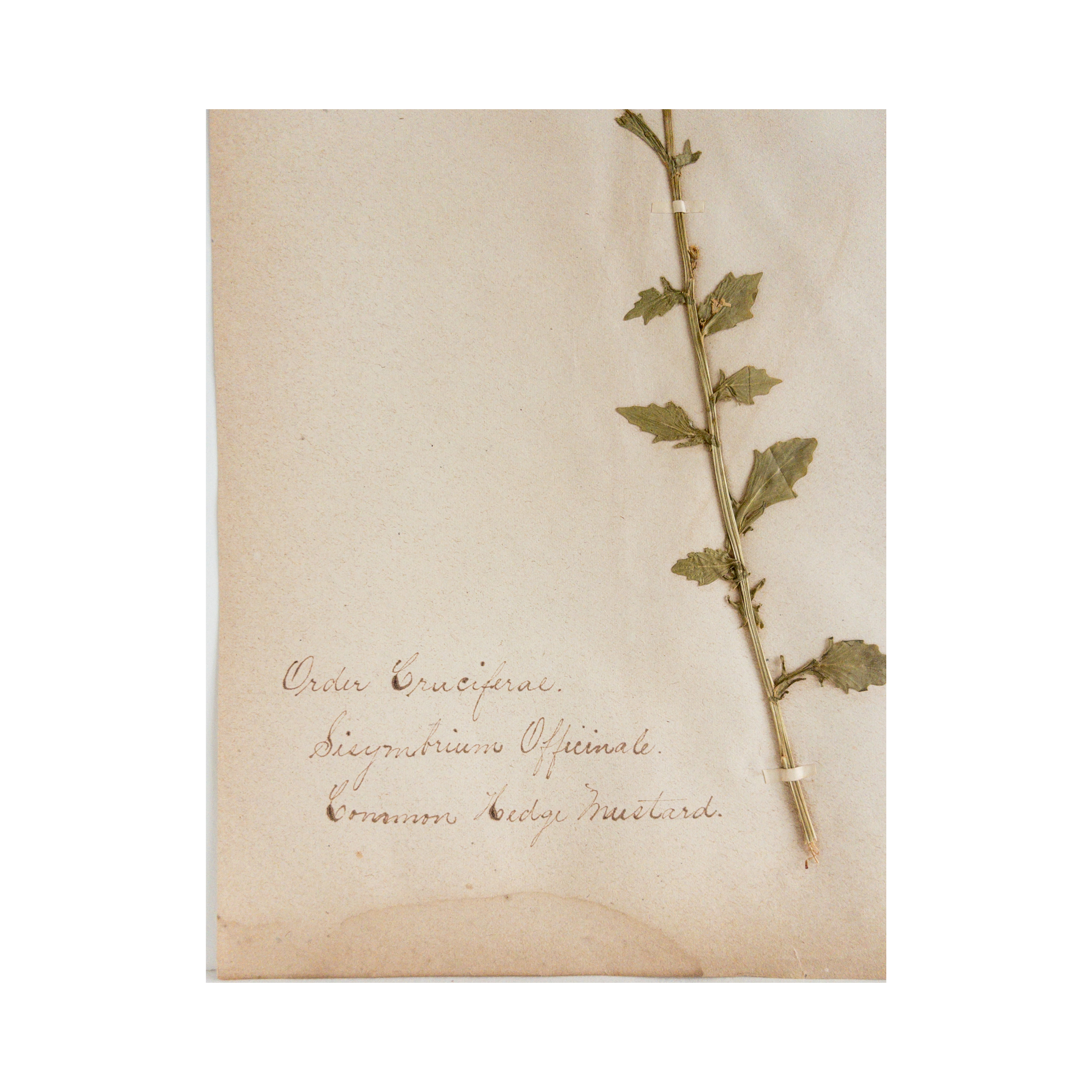 Ashley Holmes Design I Botanical Art I Herbarium.png