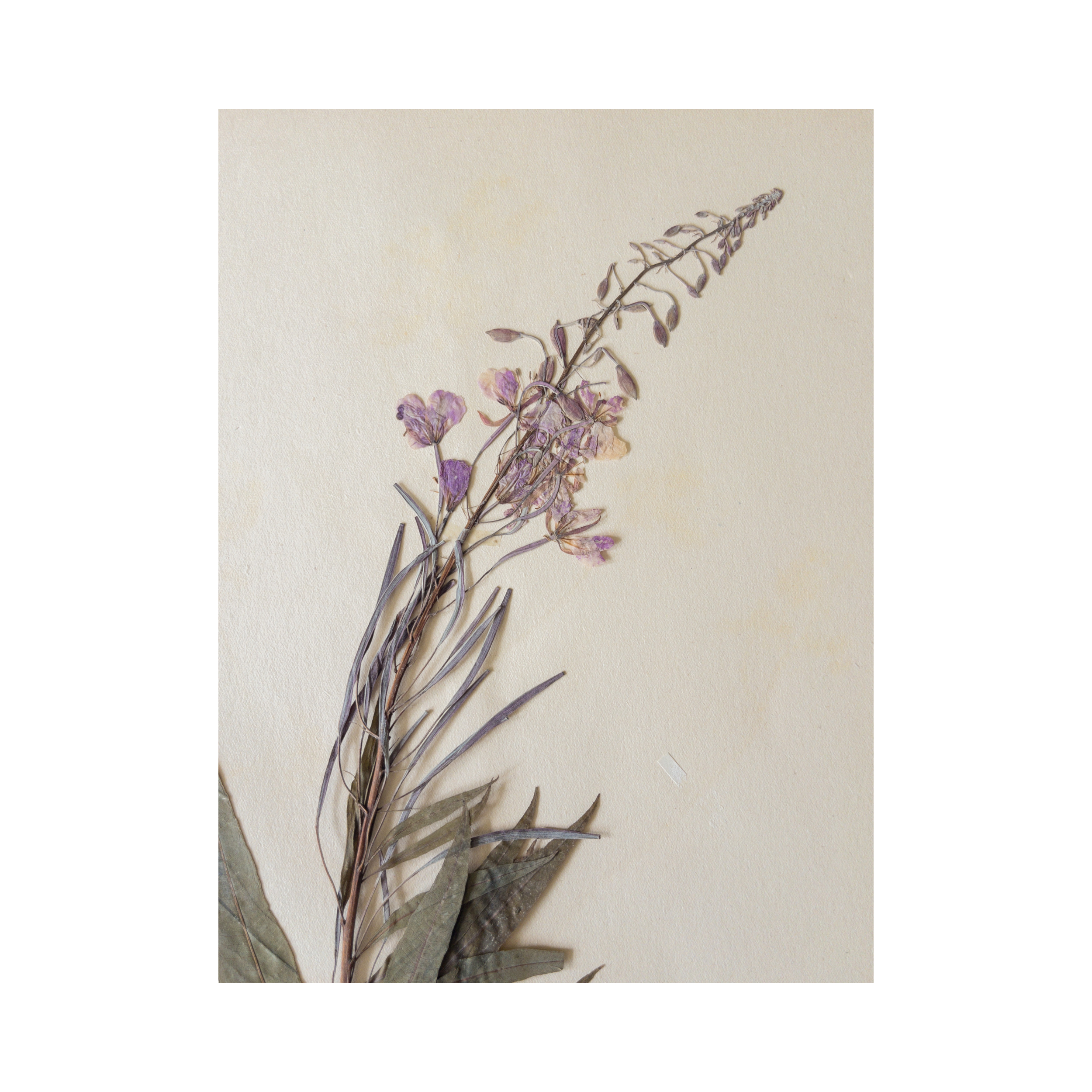 Swedish Herbarium I Pressed Flower Art I Ashley Holmes Design.png