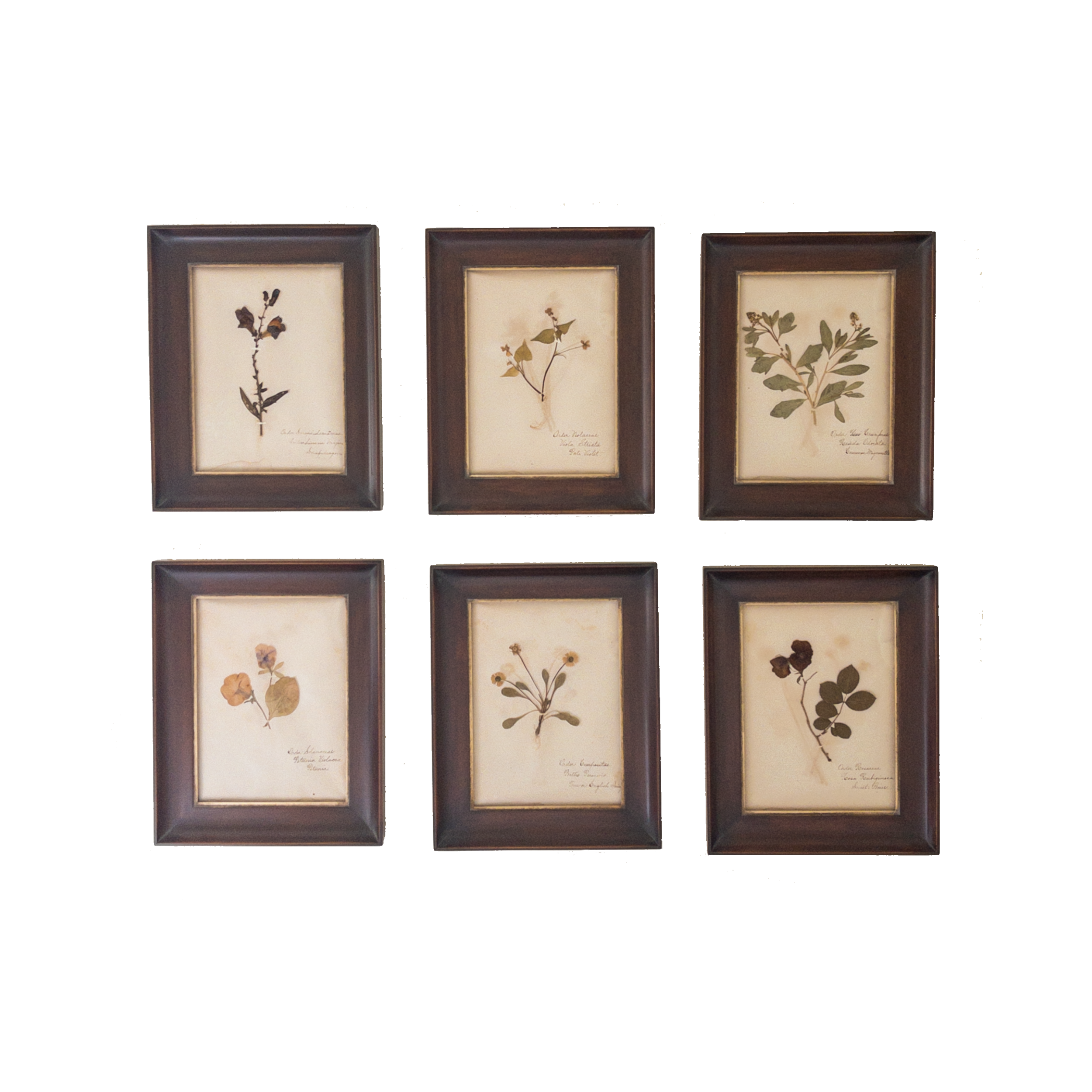 Ashley Holmes Design I European Herbariums I Real Pressed Flowers.png
