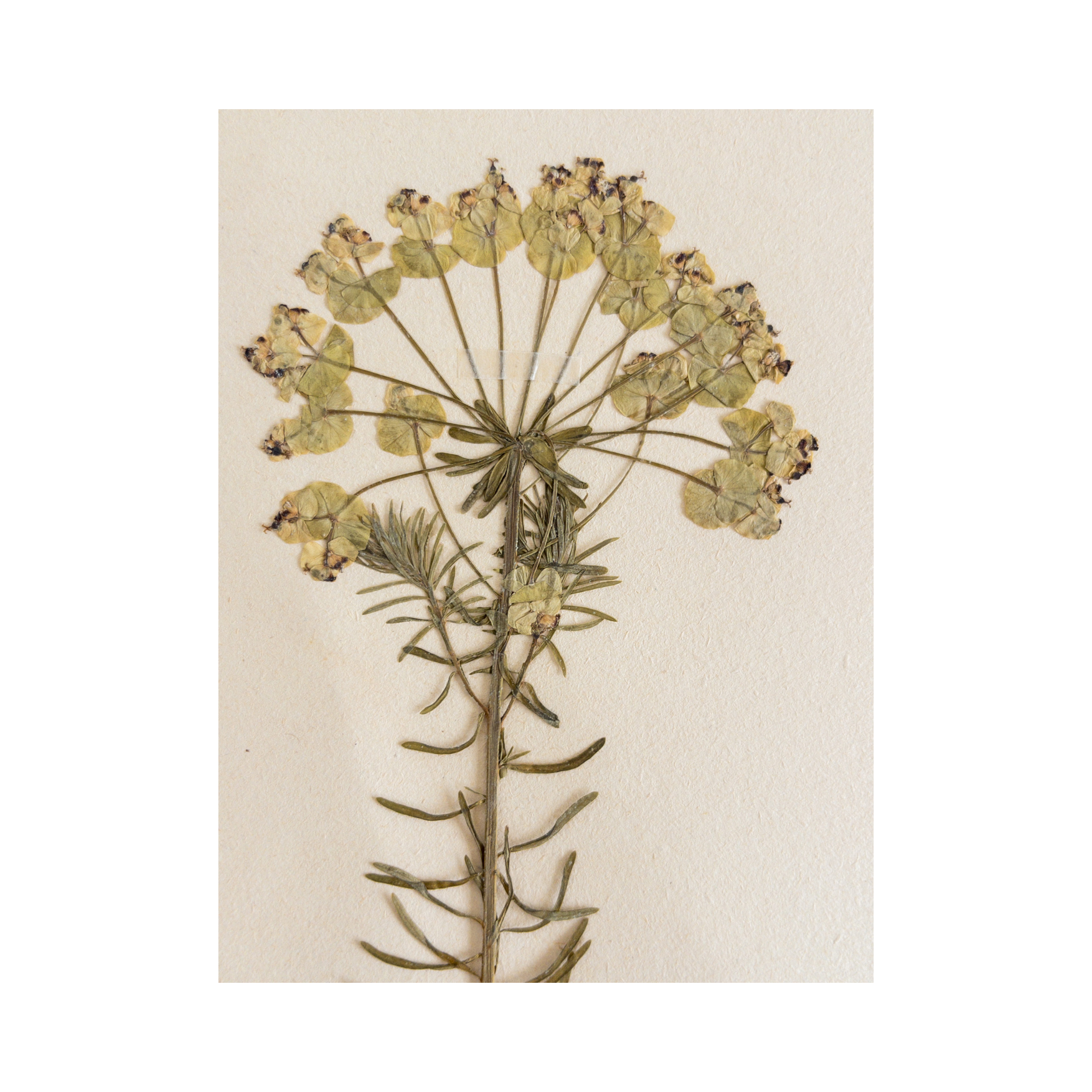 Ashley Holmes Design I Swedish Herbarium Art I Pressed Flower.png