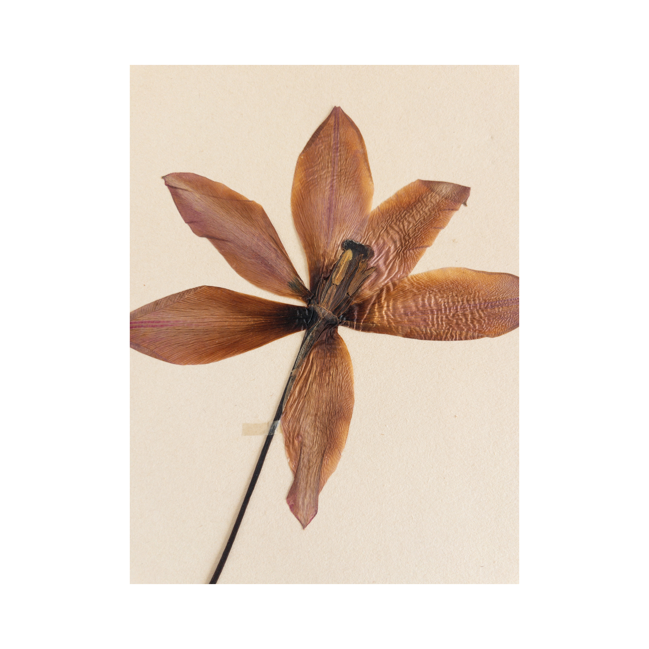 Tulip I Pressed Flower Art.png