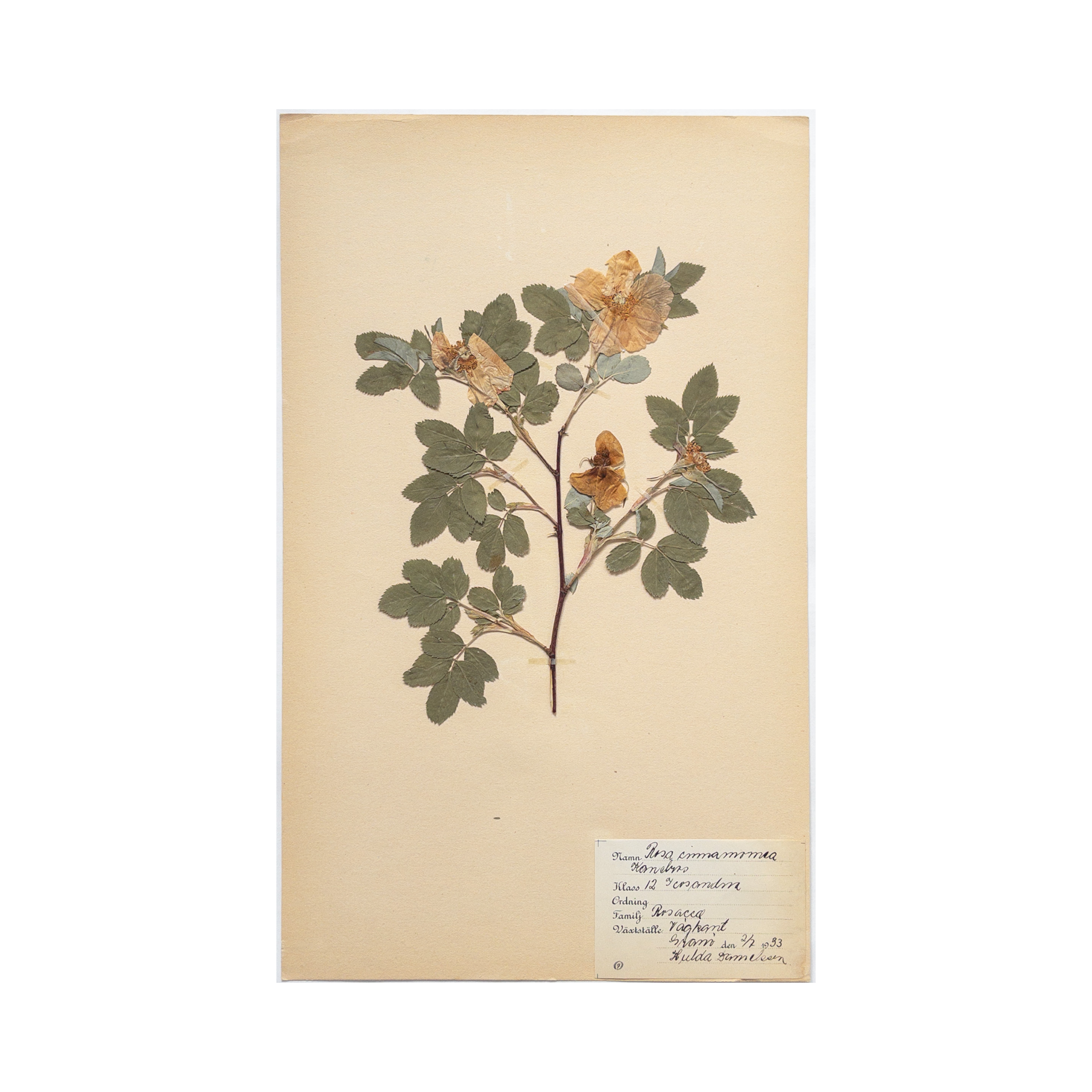 Vintage Swedish Herbarium - Cinnamon Rose, circa 1933
