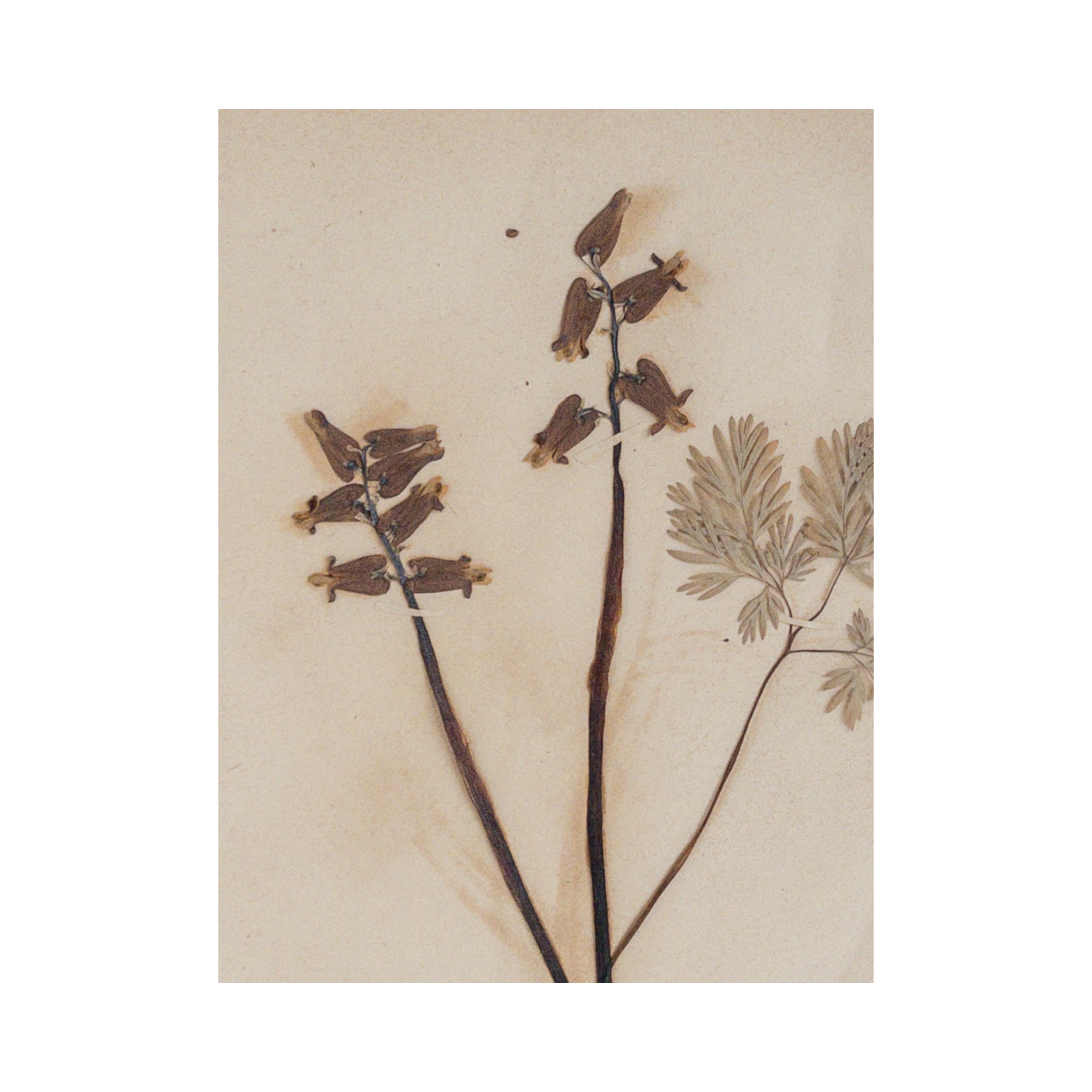 Ashley Holmes Design I Pressed Flower Art .png