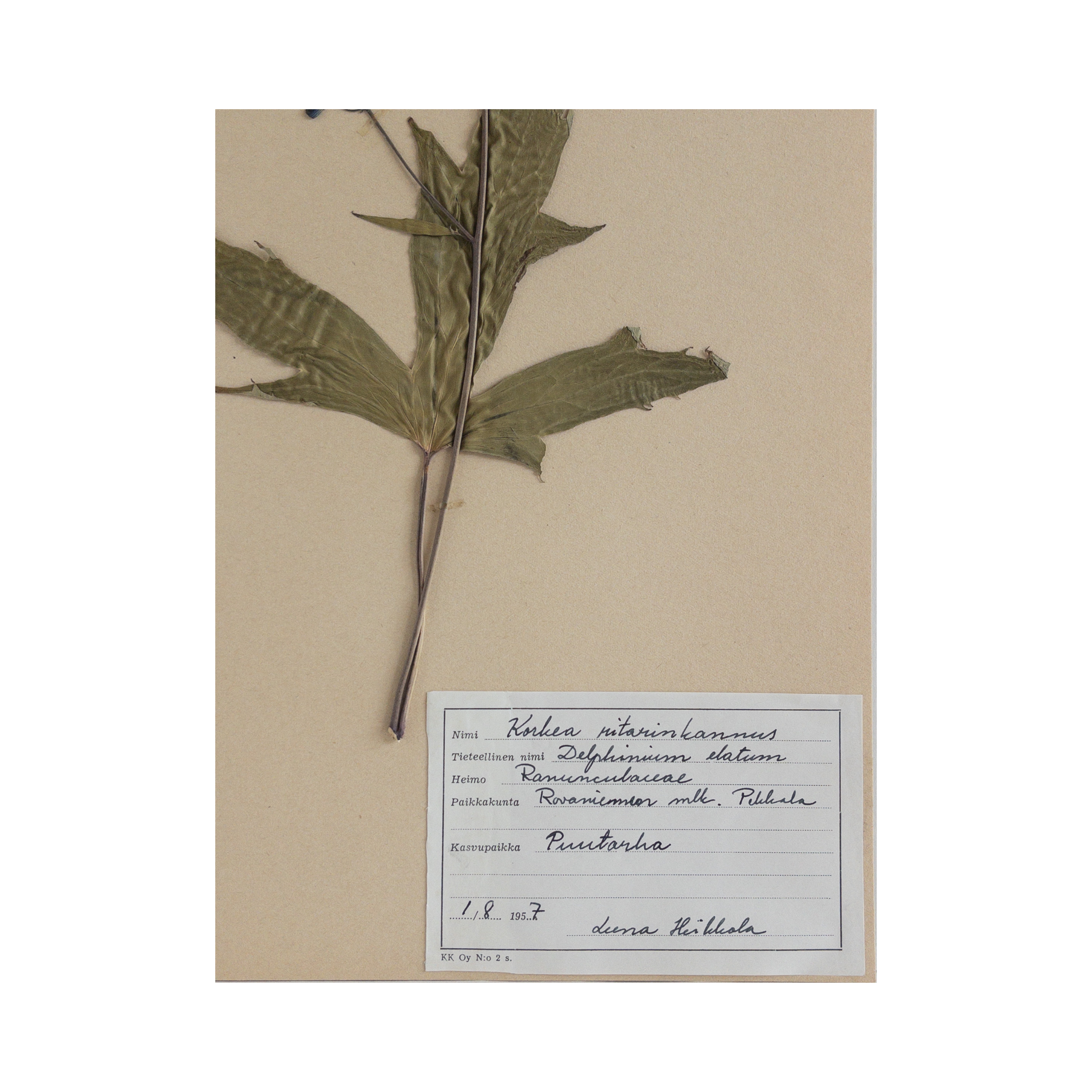 Ashely-Holmes-Design-Herbarium-Pressed-Flower-Art.png