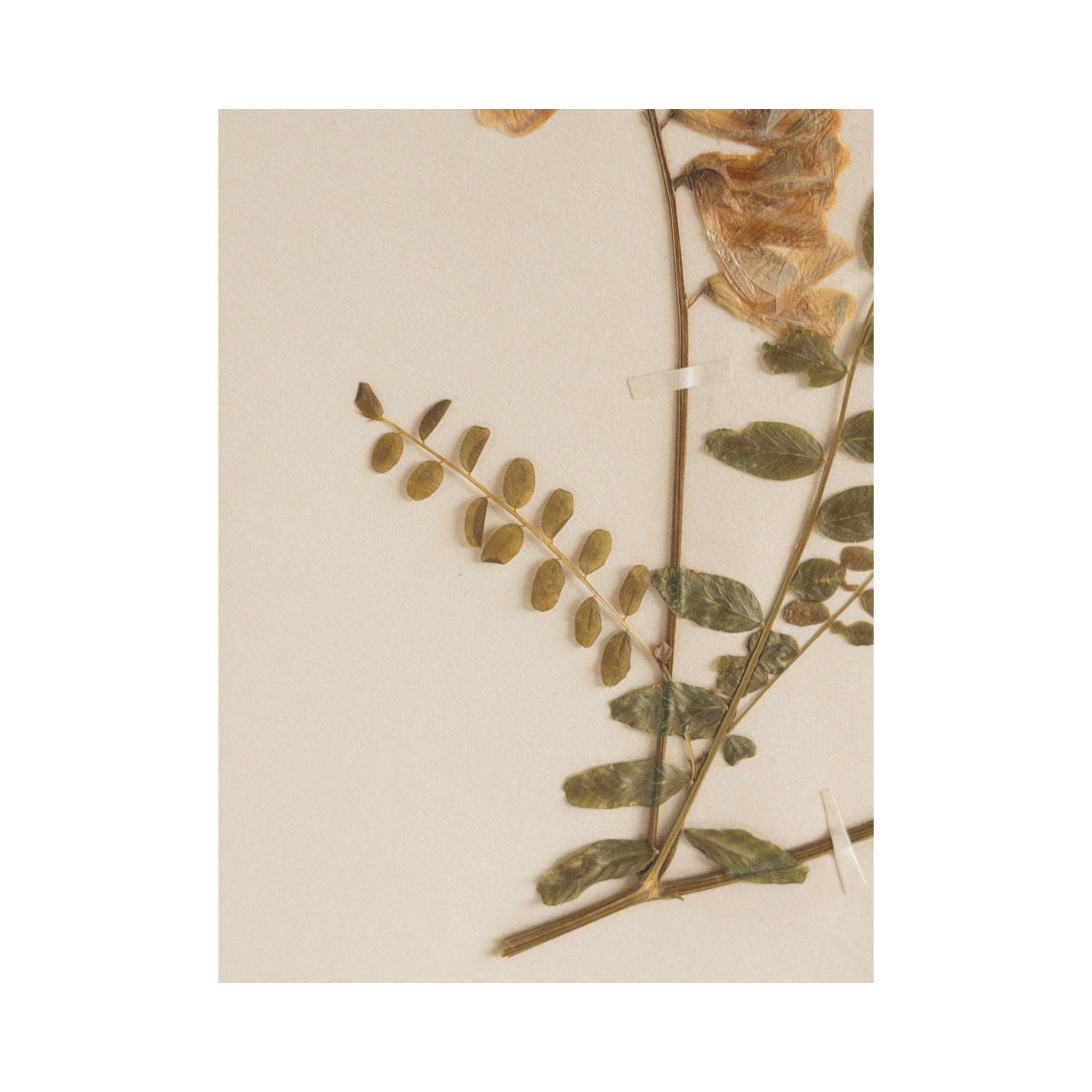 Antique Pressed Flower Art I Herbarium I ashley Holmes Design.png