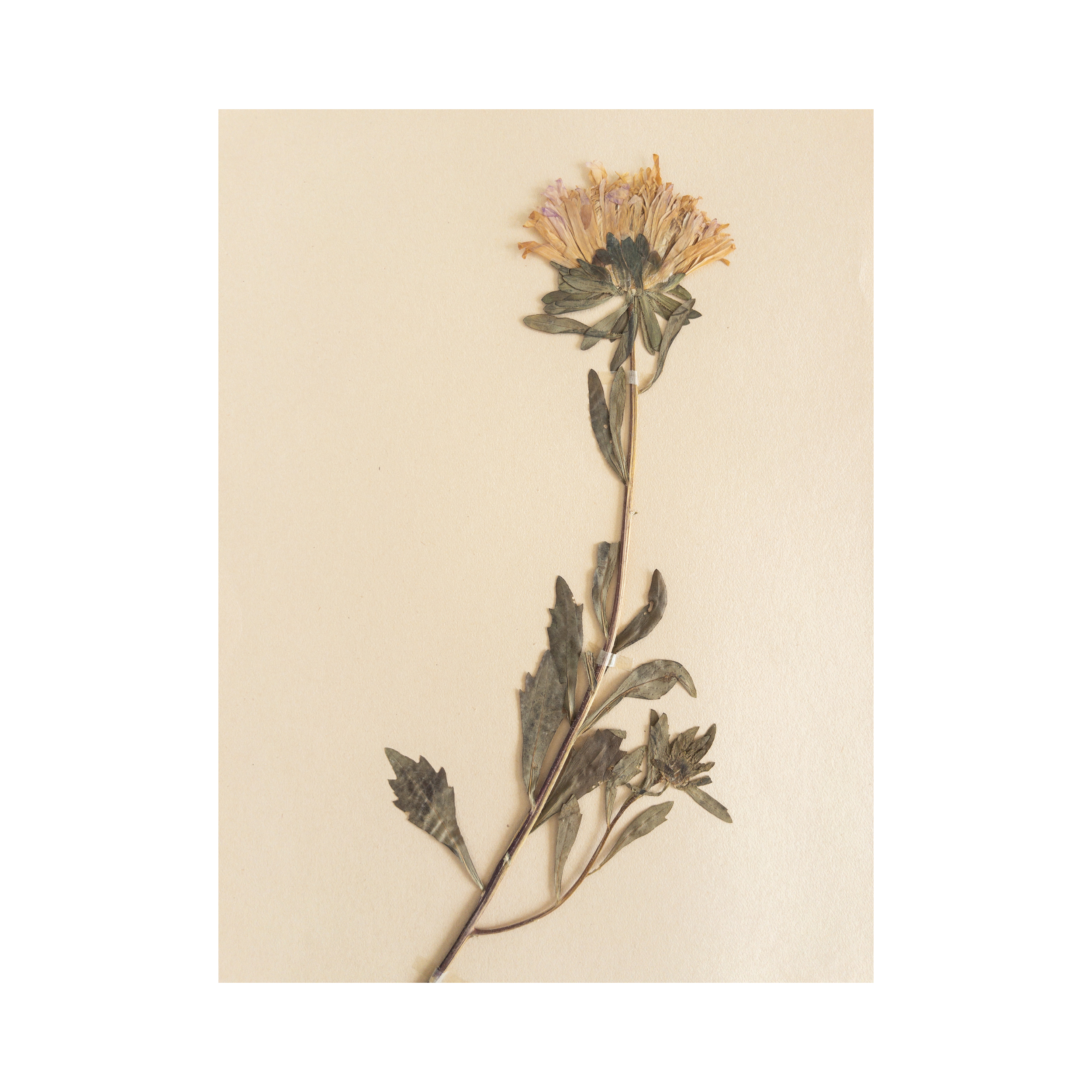 Herbarium I Art I Aster I Pressed Flower.png