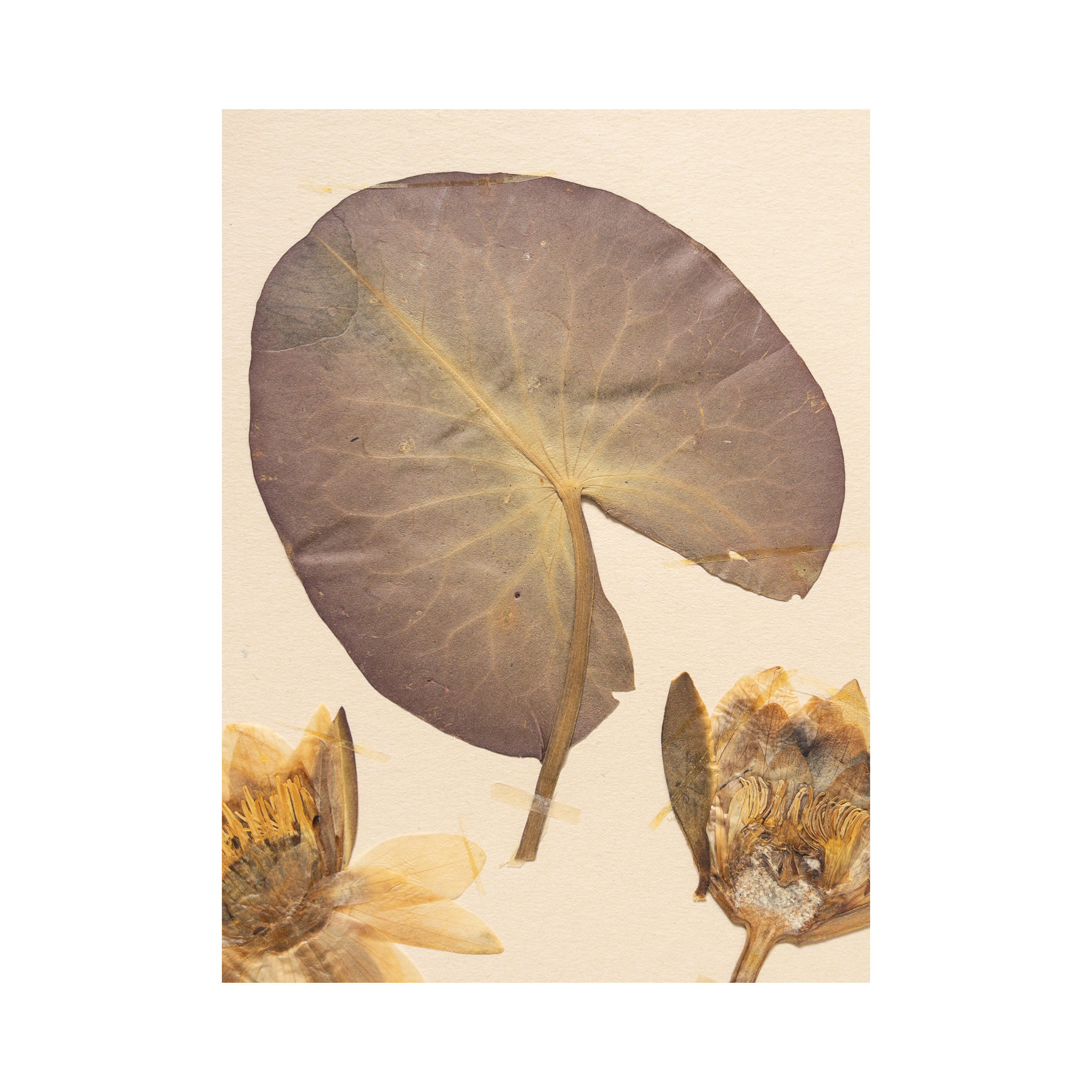 Pressed Flower Art I Water Lily I Herbarium.png