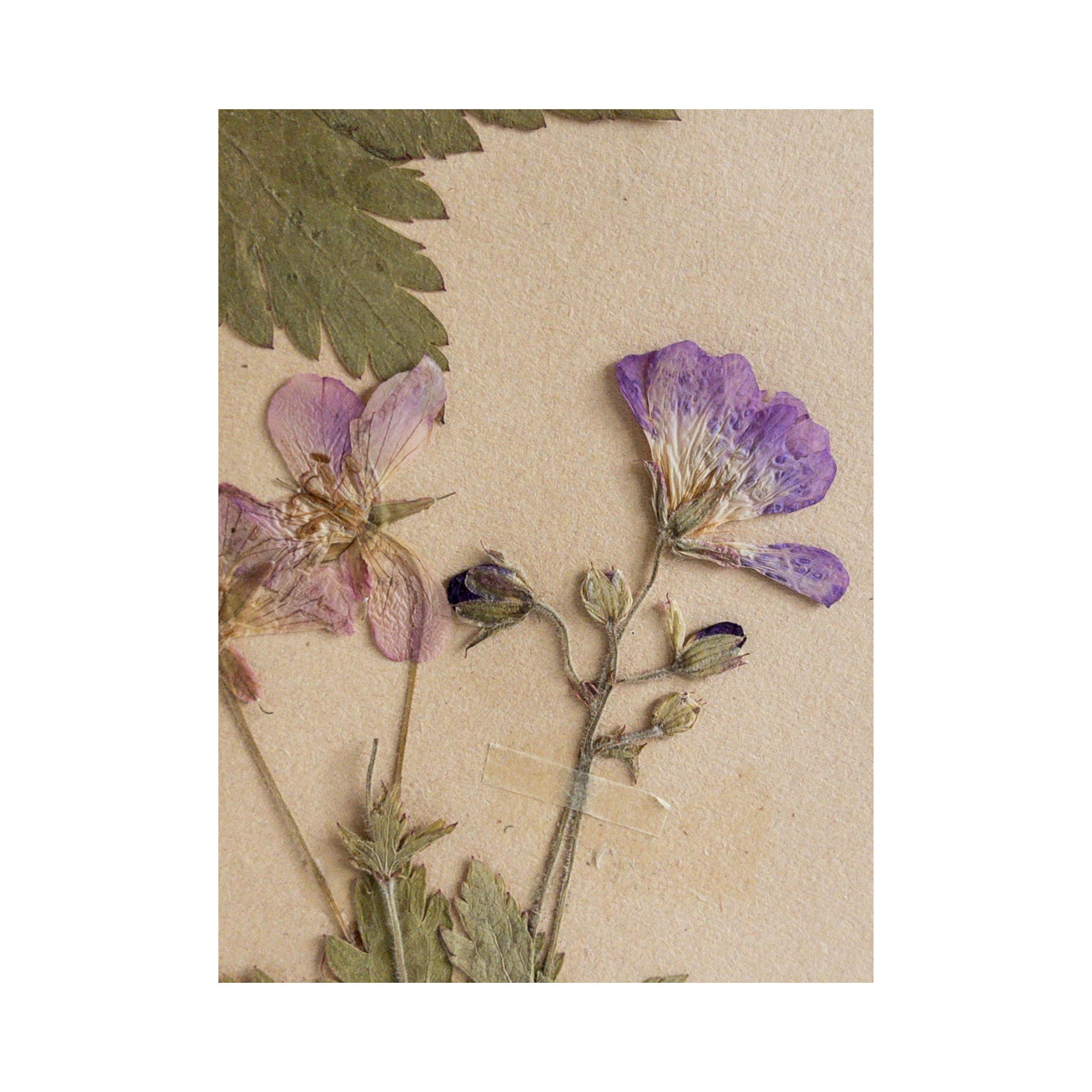 Swedish Herbarium I Ashley Holmes Design .png