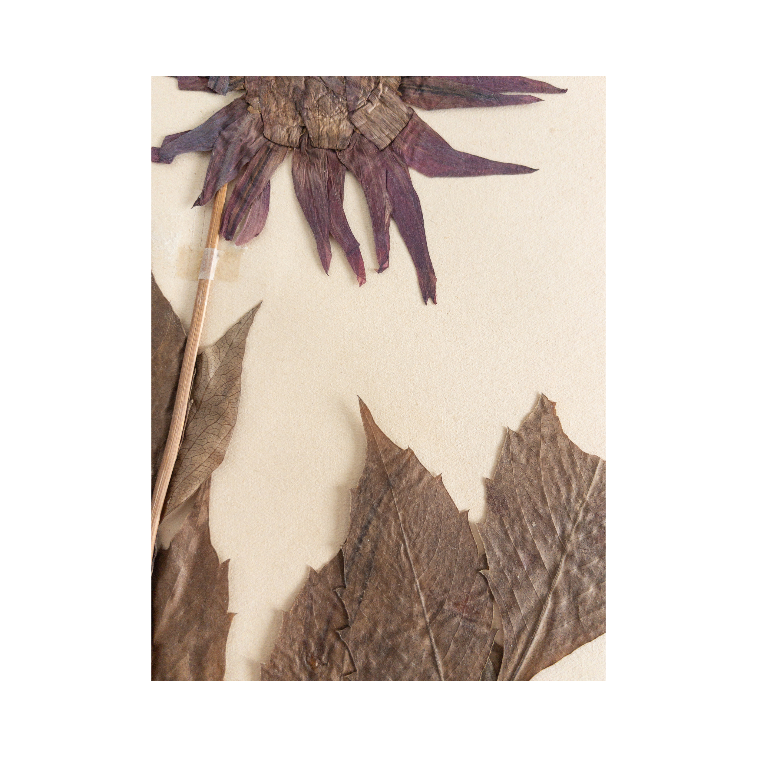 Ashley Holmes Design I Herbarium I Art I Dahlia.png