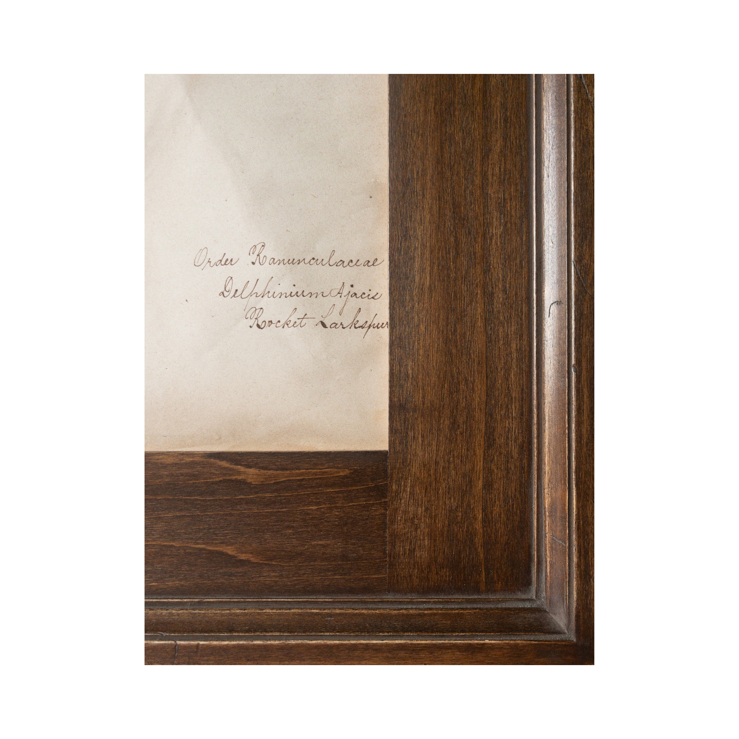 Ashley Holmes Design I Herbarium Delphinium I Pressed Flower.png