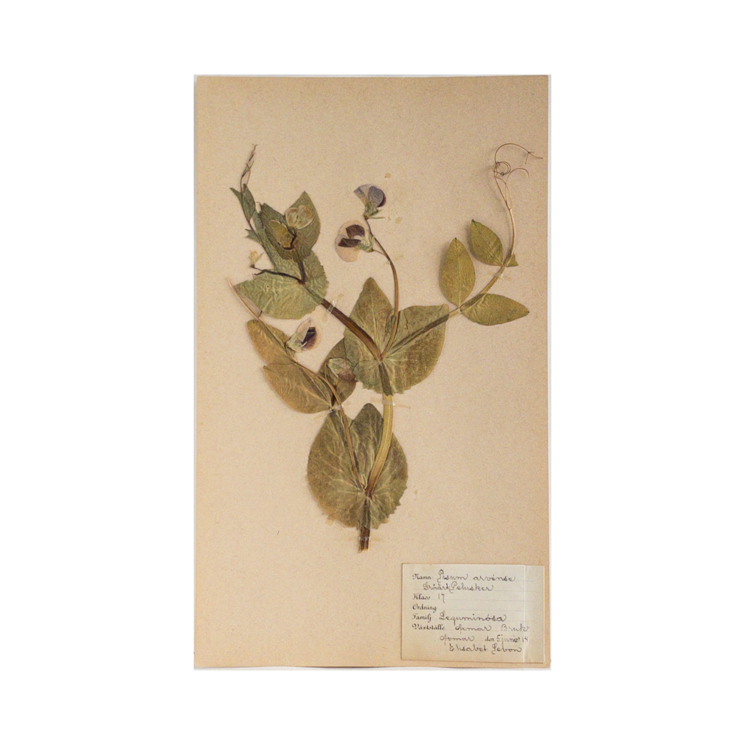 Antique Swedish Herbarium, Field Pea, circa 1914