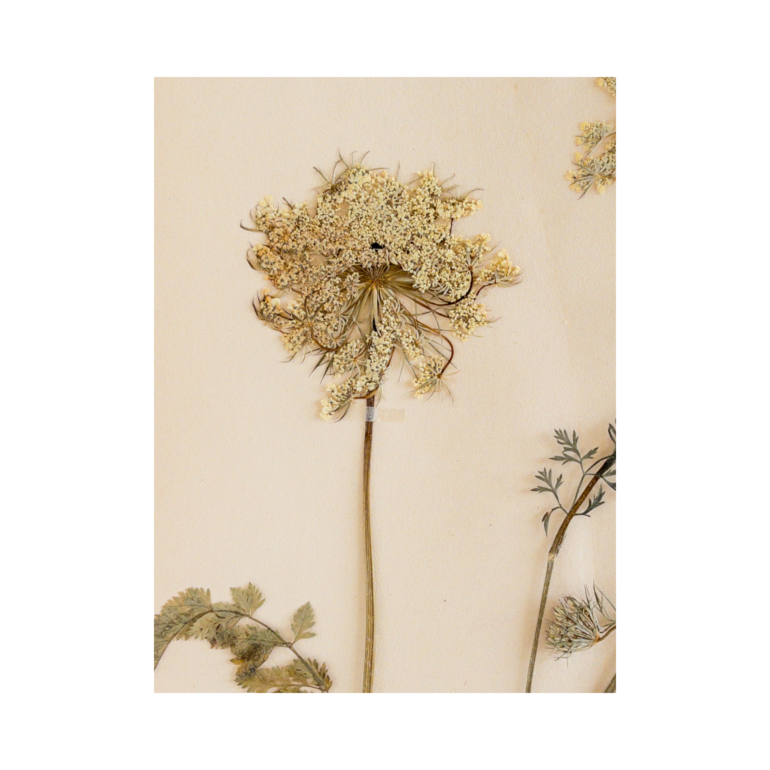Ashley Holmes Design I Vintage pressed Flower.png