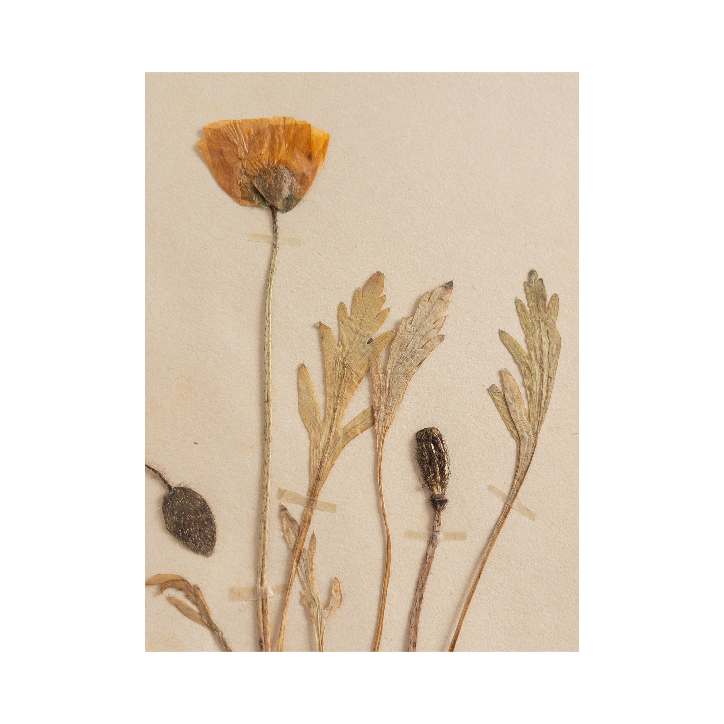 Poppy I Pressed Flower I Herbarium Art.png