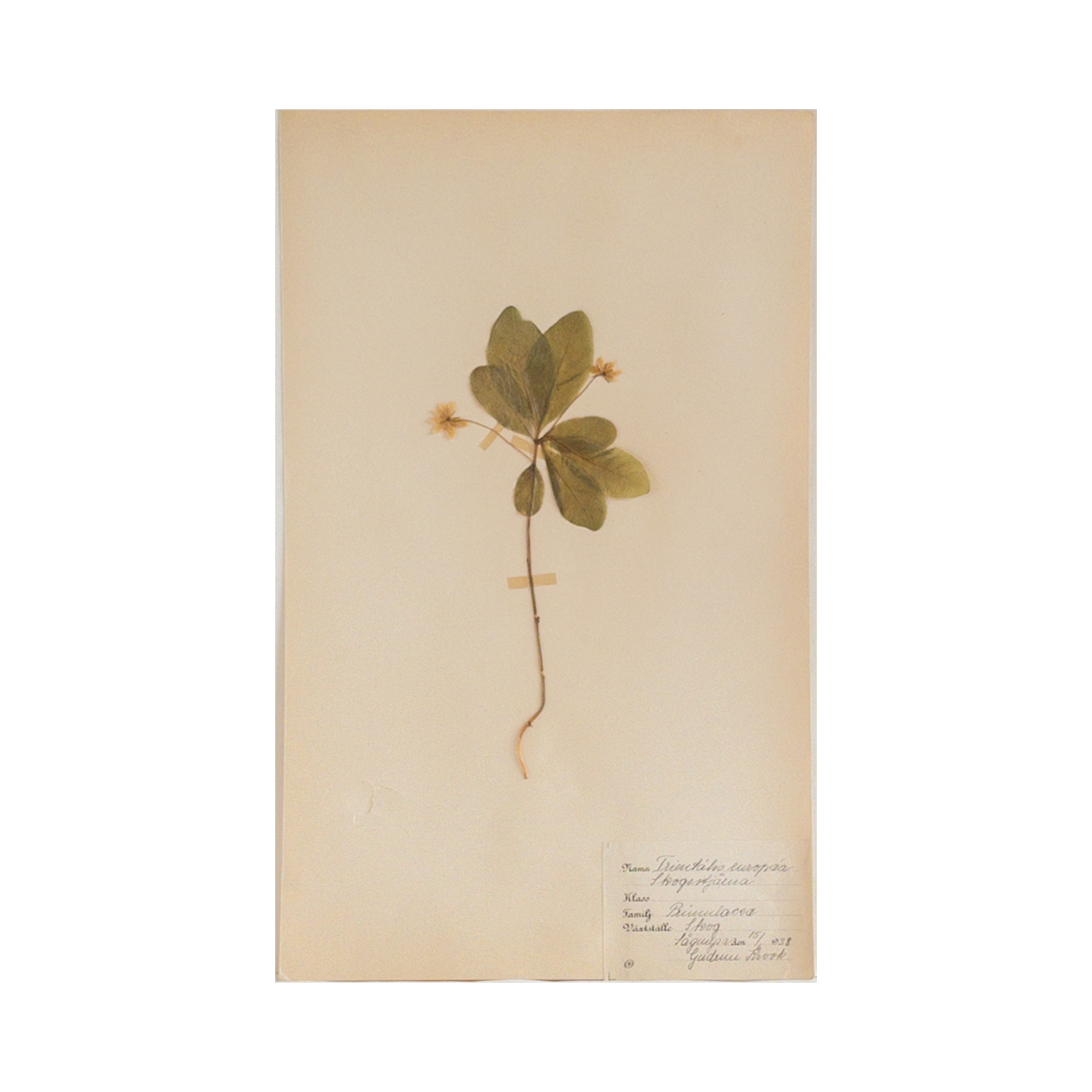 Ashley Holmes Design I Chickweed Herbarium I Pressed Flower Art.png