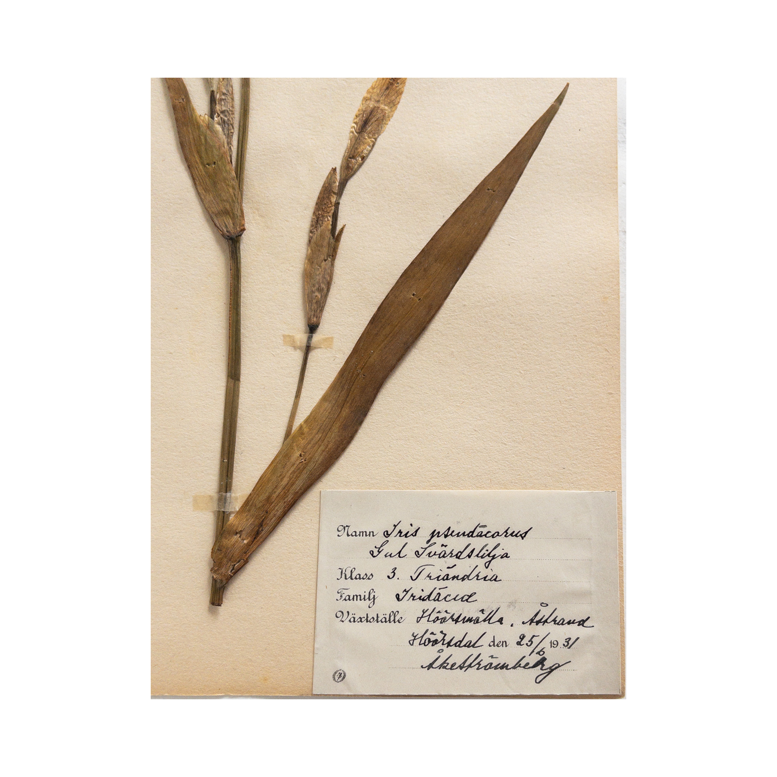 Vintage Pressed Flower I Iris .png