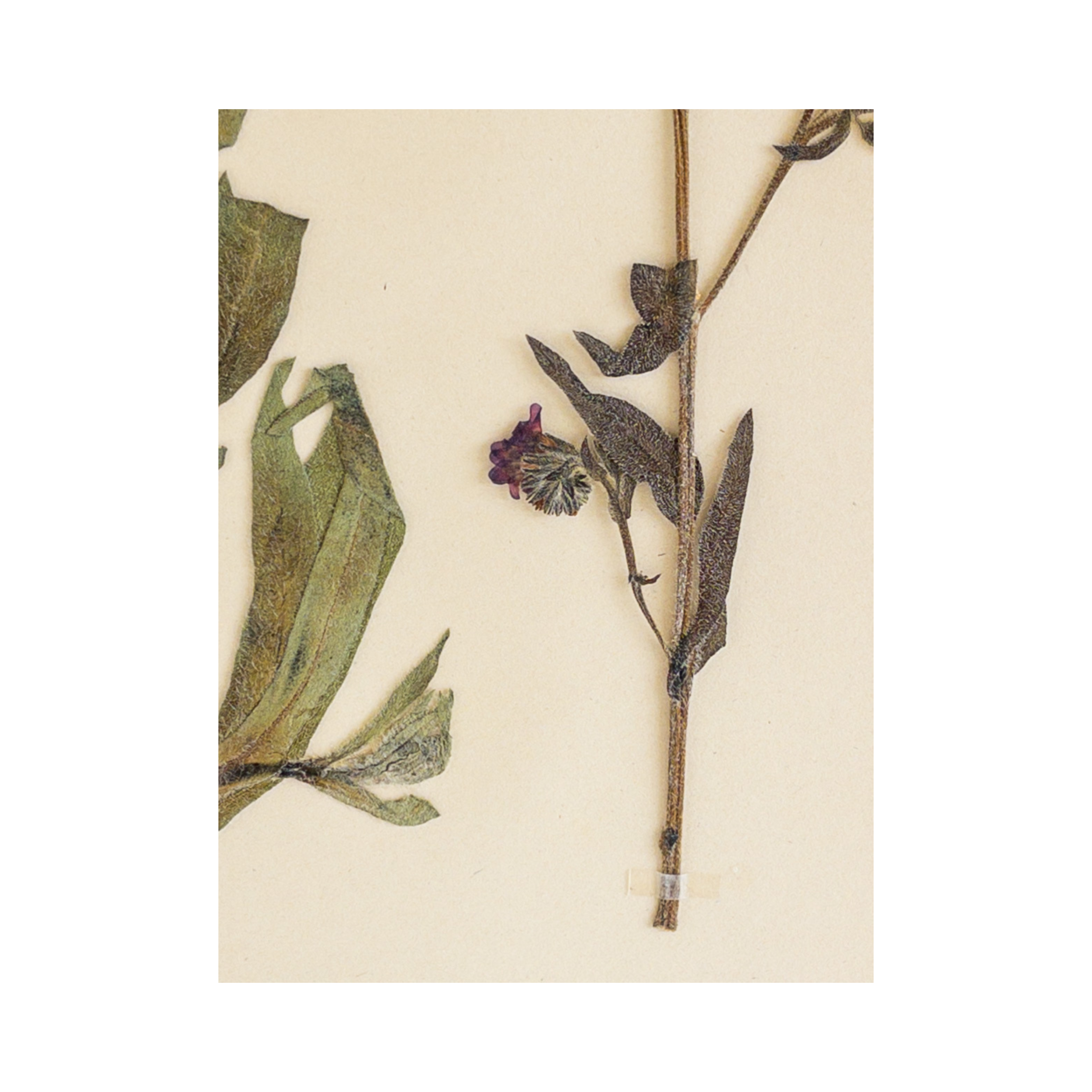 Pressed Flower Art I Swedish Herbarium .png