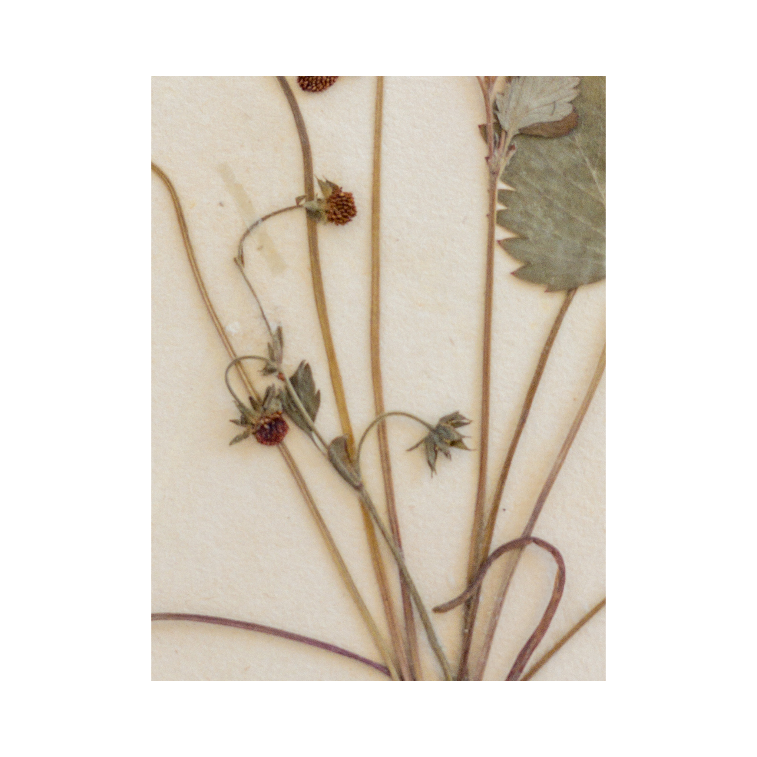 Herbarium I Pressed Flower Art I Ashley Holmes Design .png