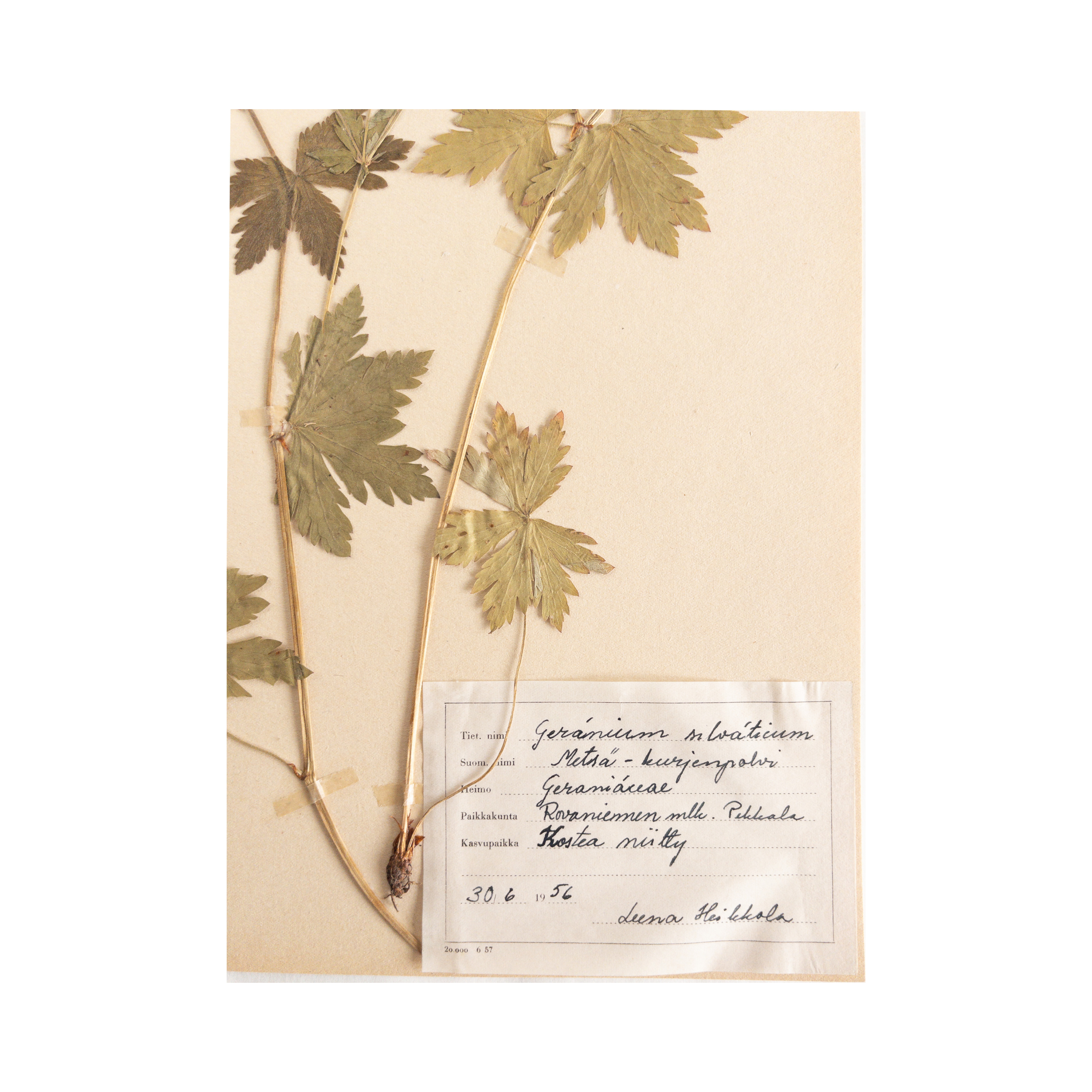 Antique Herbarium Art I Ashley Holmes Design.png
