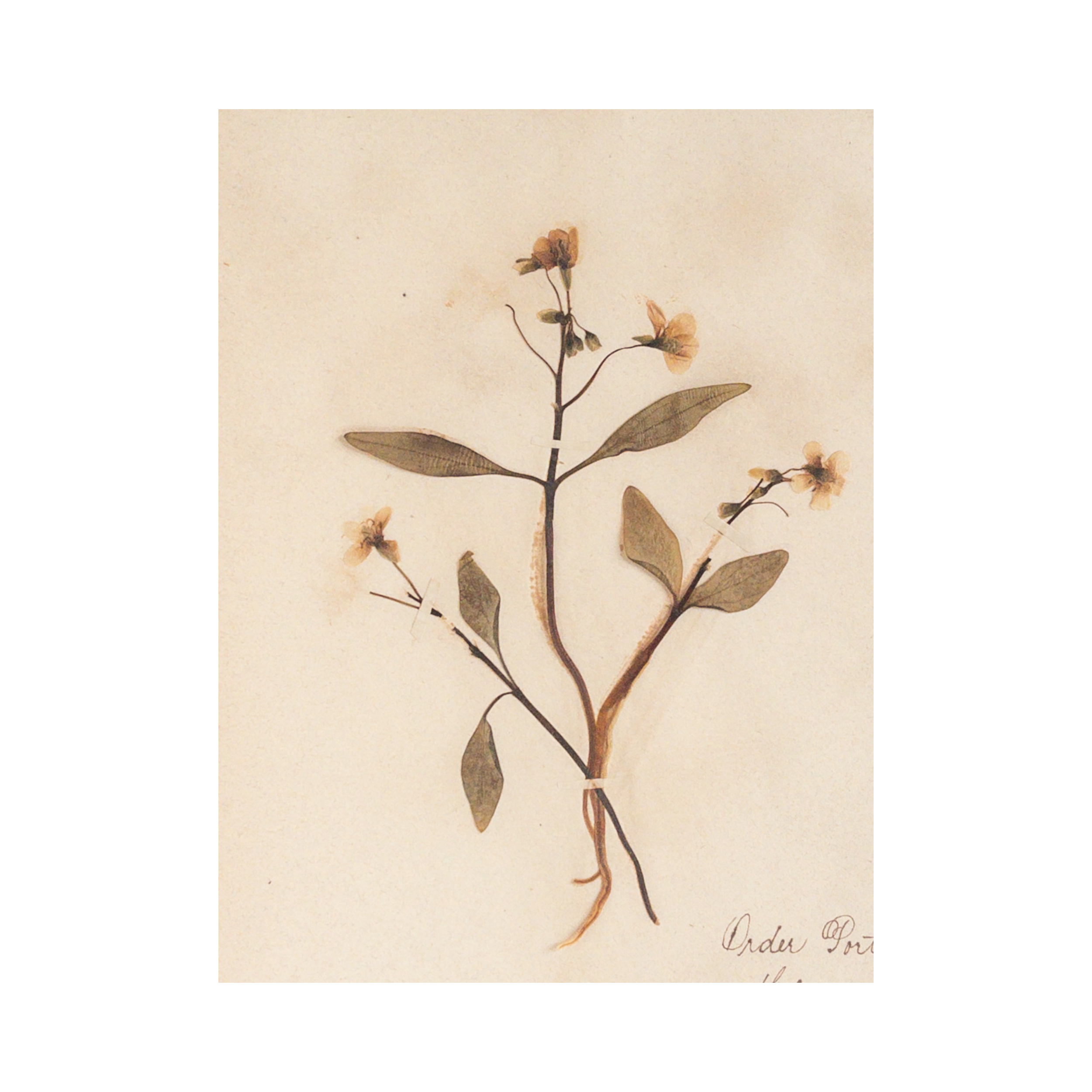 Ashley Holmes Design I Herbarium.png