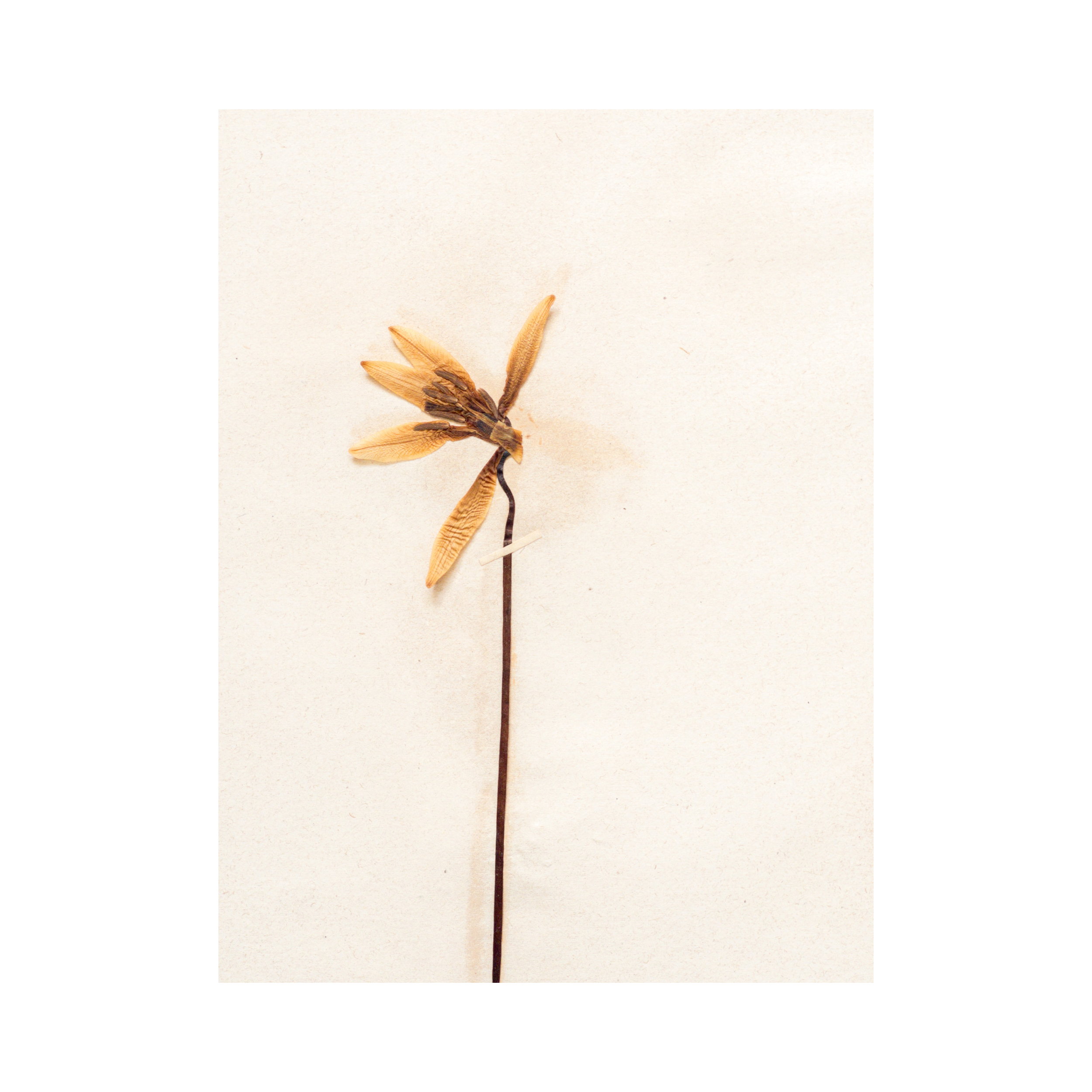 Ashley Holmes Design I Vintage Pressed Flower.png