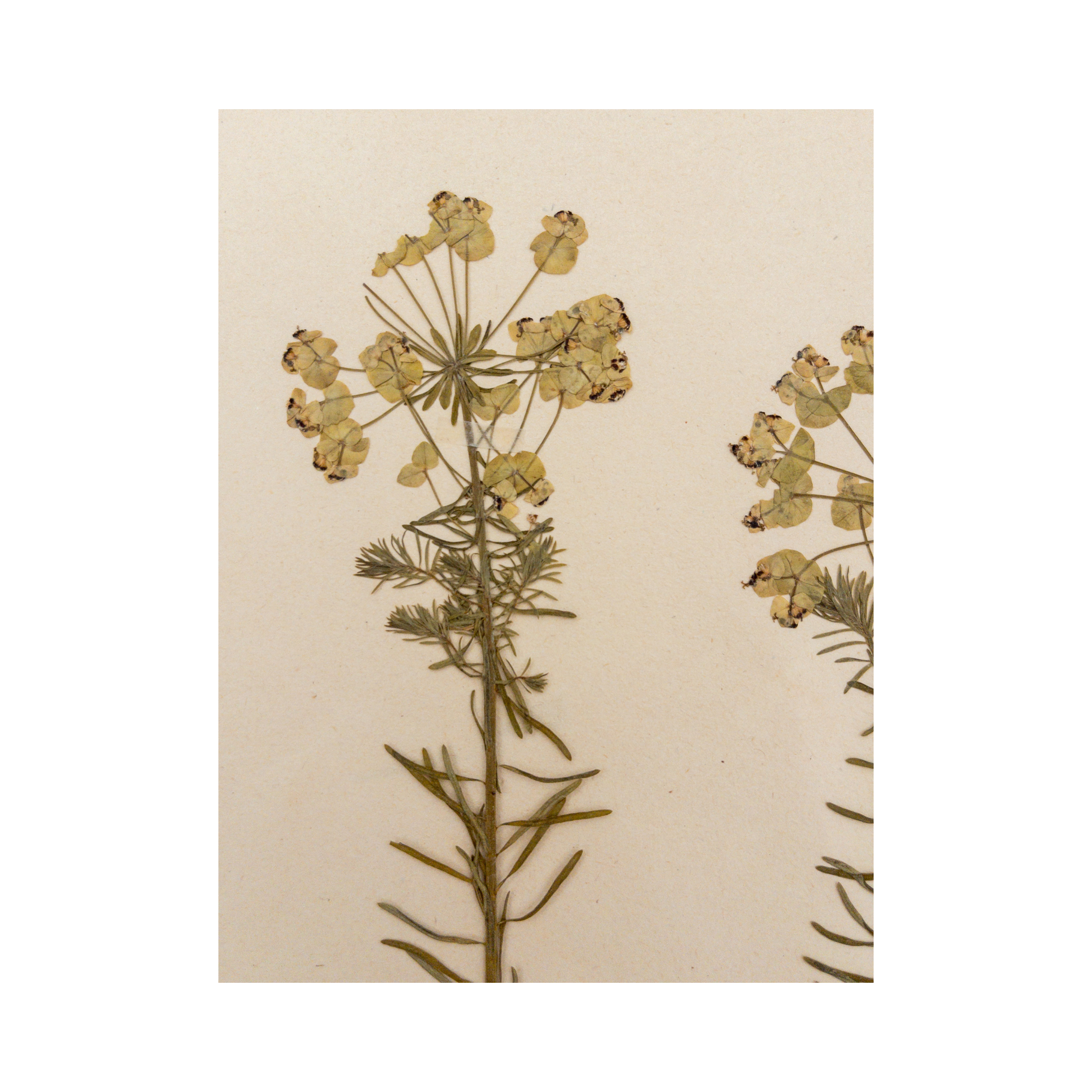Ashley Holmes Design I Herbarium Art I Pressed Flower.png