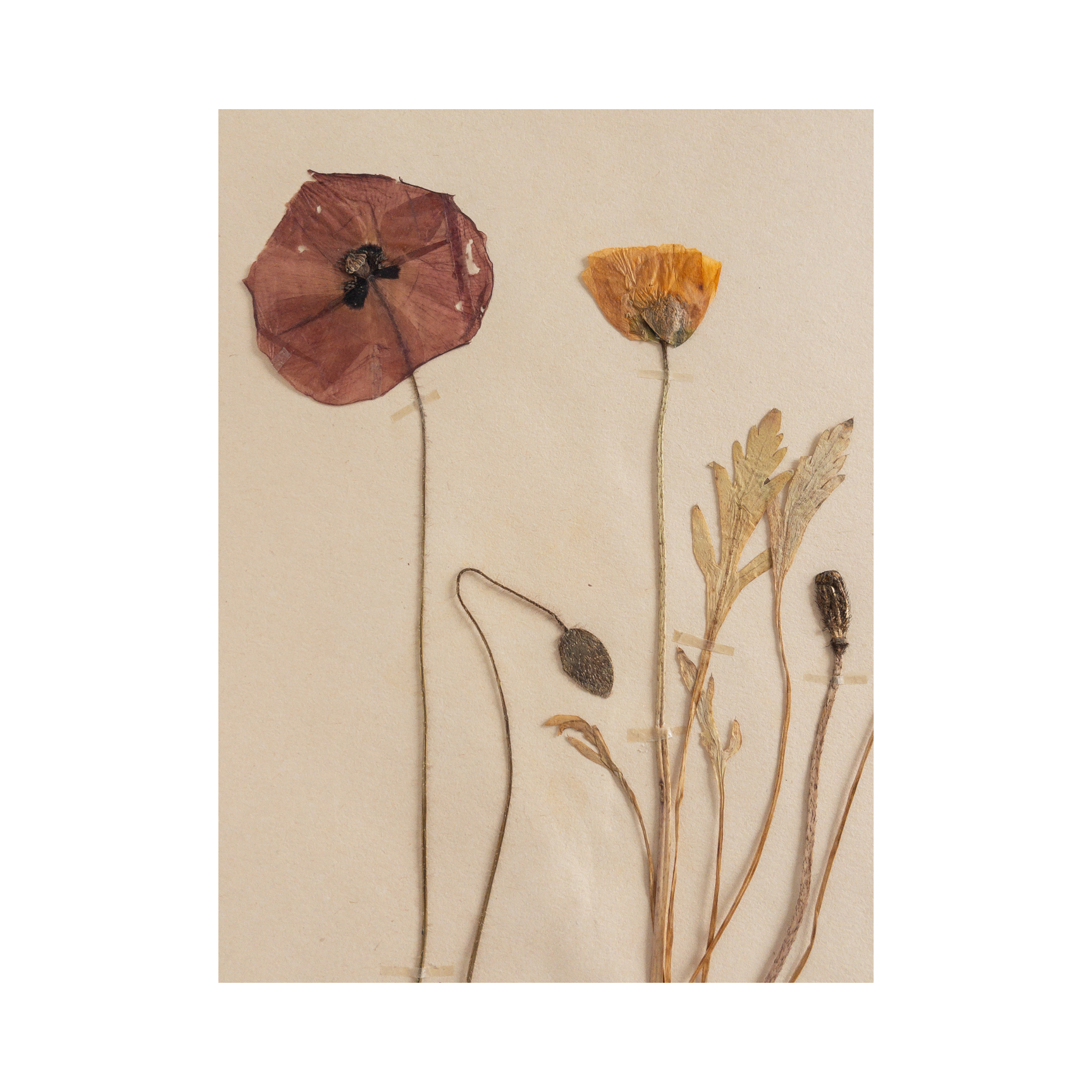 Ashley Holmes Design I Herbarium Art I Pressed Flower.png