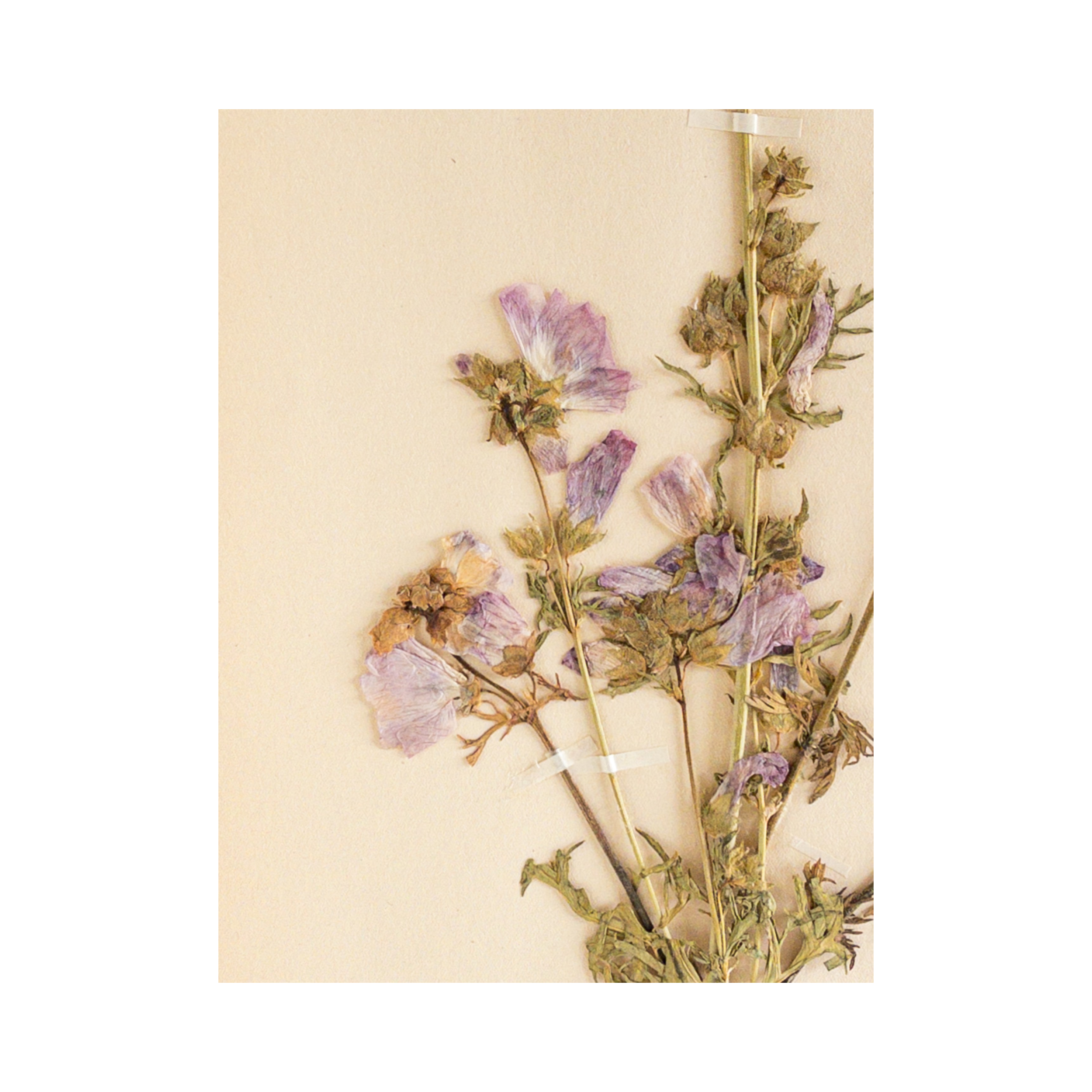 Ashley Holmes Design I Malva I Swedish Herbarium.png